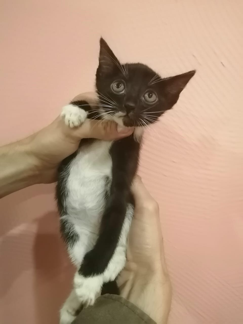 Big-eyed, big-eared, tiny miracle in good hands! - Kittens, Moscow, Lost, Longpost, Help, I will give, No rating, cat, In good hands