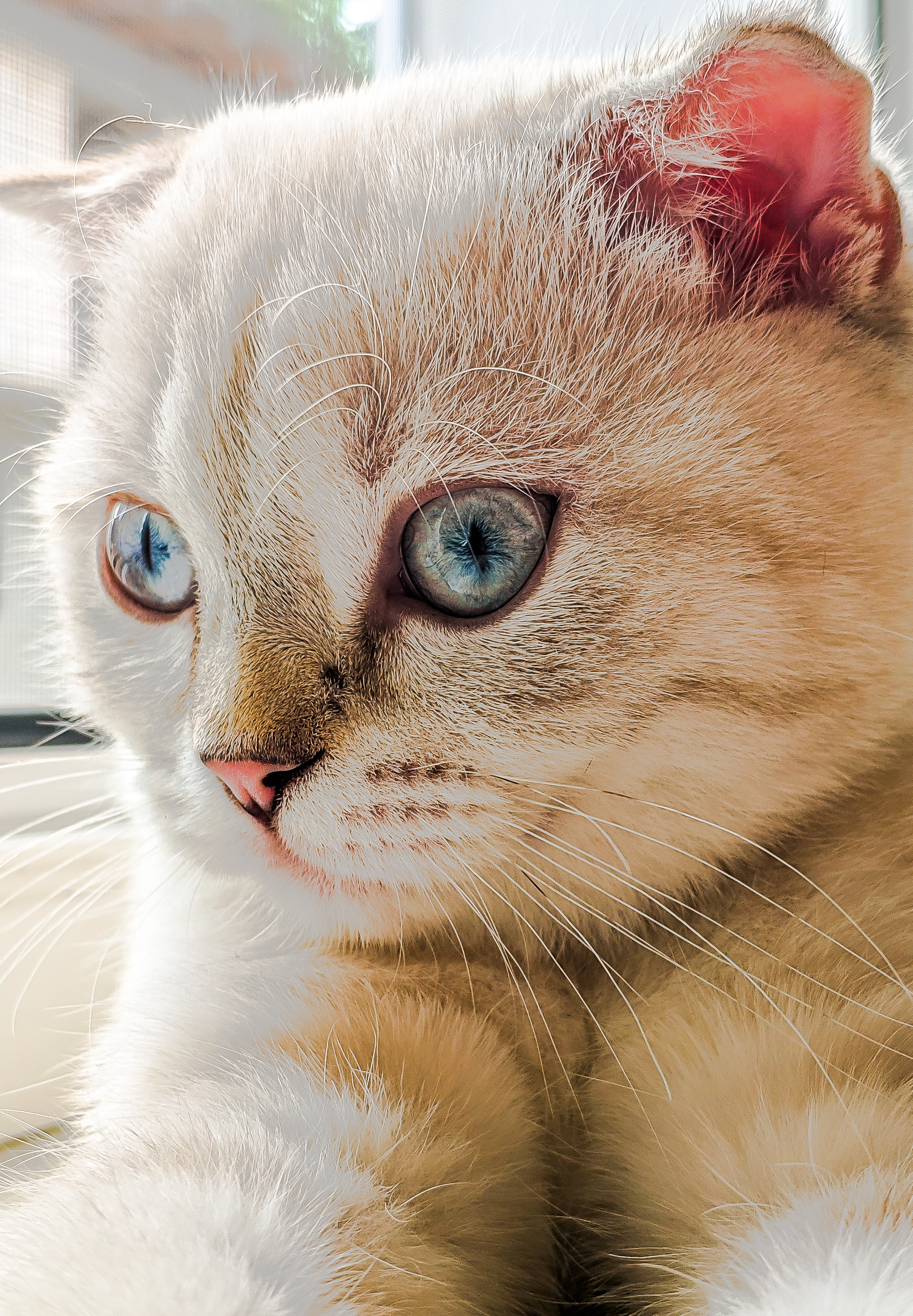 Meet a cat named Tesla - My, Scottish lop-eared, cat