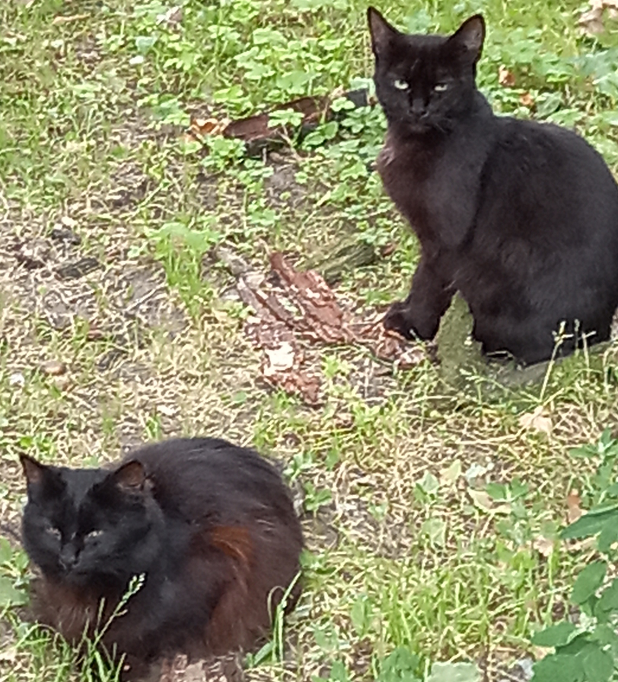 Cats of my yard. Vasilyevsky Island St. Petersburg - My, cat, Courtyard, Saint Petersburg, Smile, Animals, Mood, Longpost, Vasilievsky Island