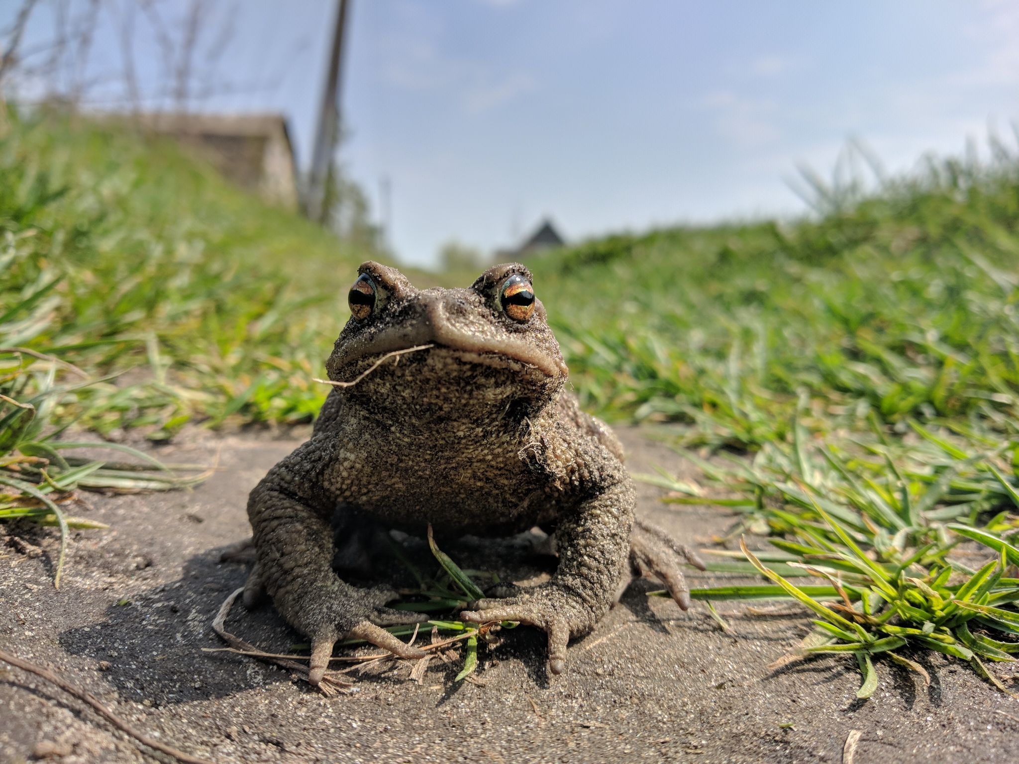 Toad - My, Toad, Frogs, Close-up, Mobile photography