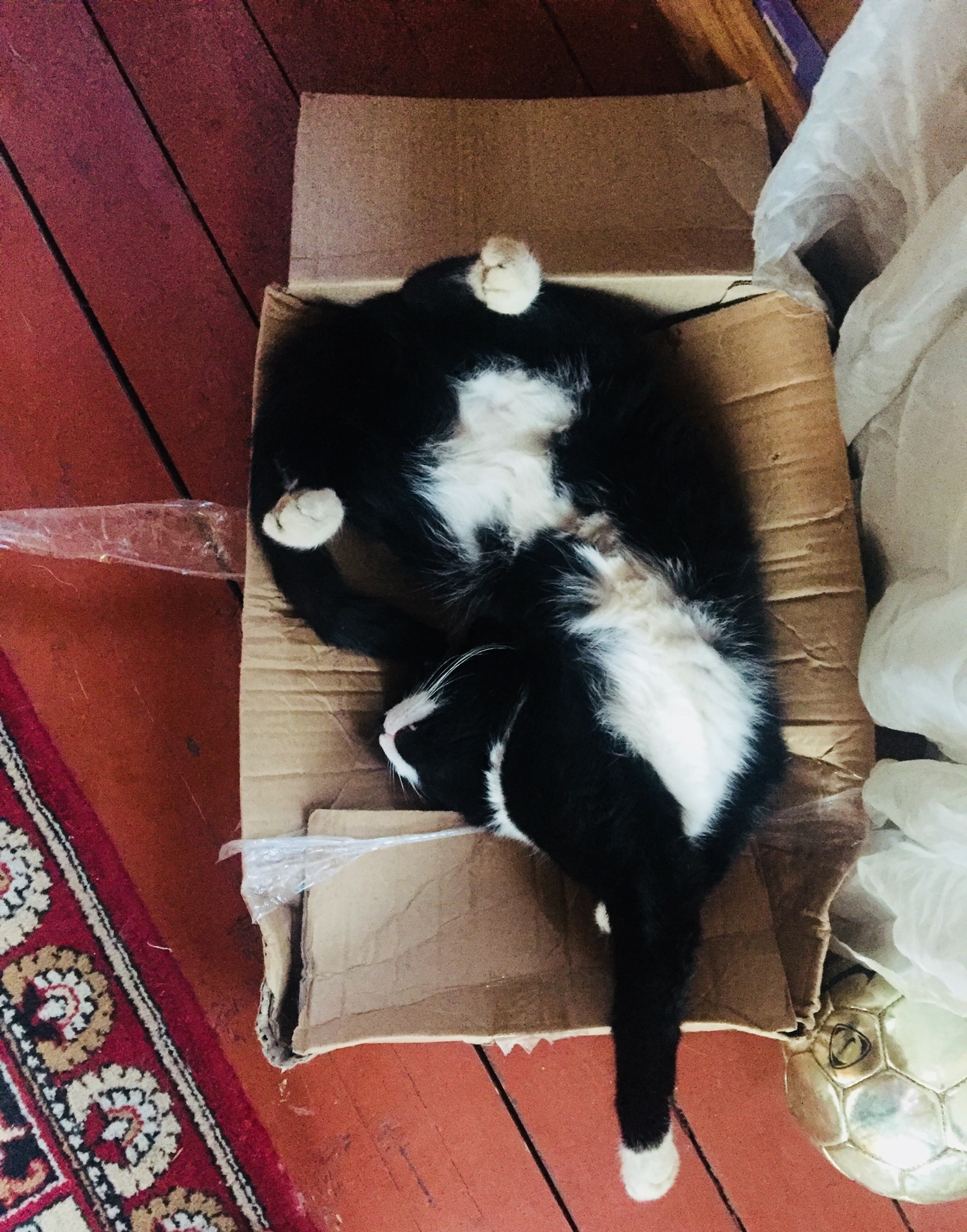 Are you comfortable? - cat, Dream, Healthy sleep, Box, Box and cat, Longpost