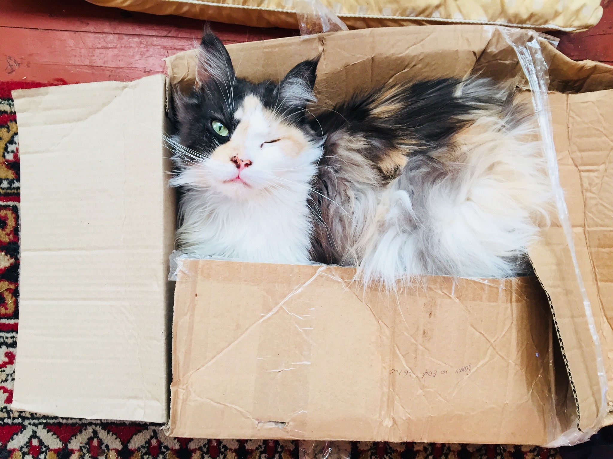 Кошка с котятами в коробке