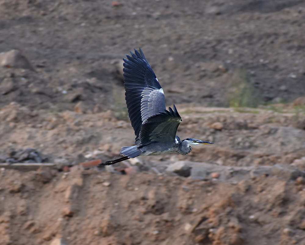 GRAY HERON - My, Heron, Gray heron, Ornithology, Birds, Nature, Moscow region, Schelkovo, Video, Longpost