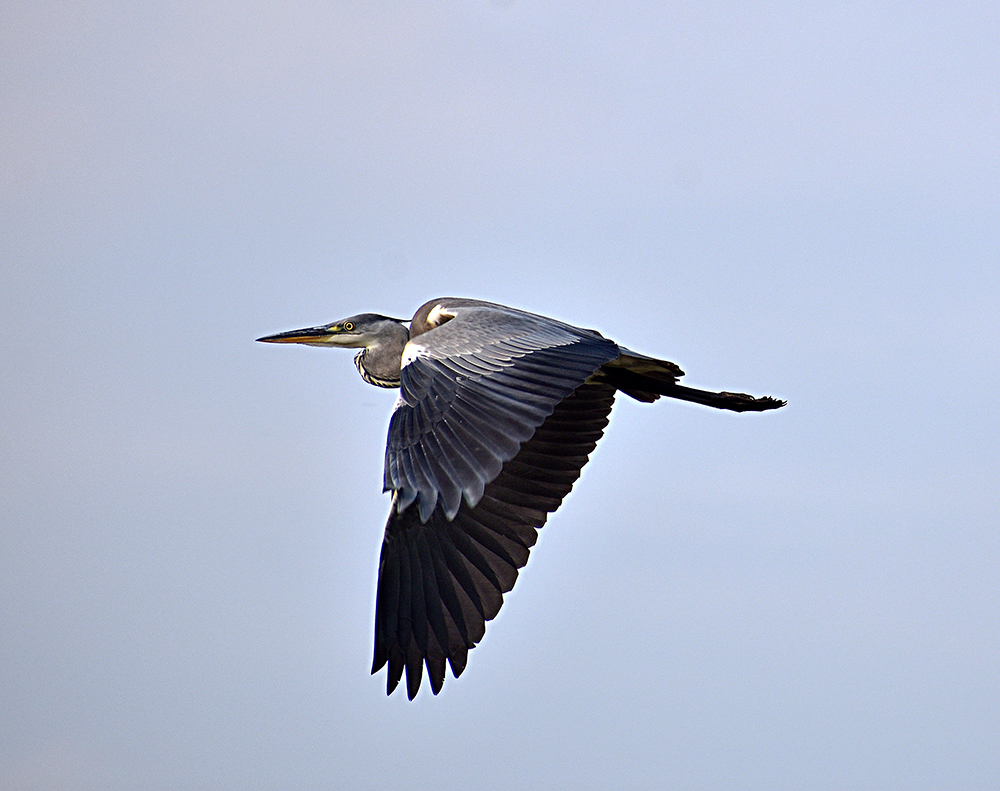 GRAY HERON - My, Heron, Gray heron, Ornithology, Birds, Nature, Moscow region, Schelkovo, Video, Longpost