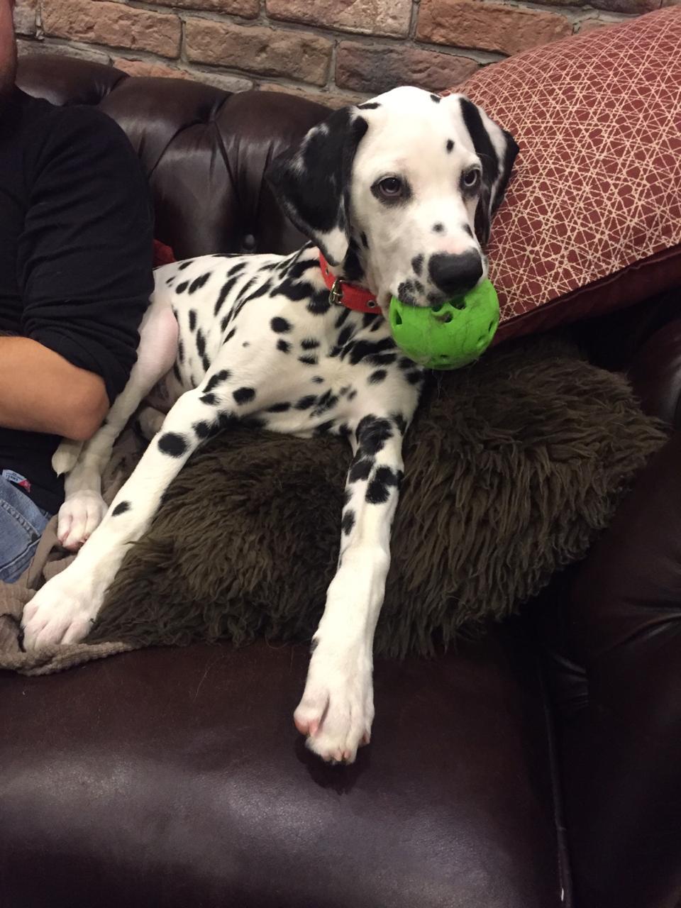 The story of a new friend - My, Dalmatian, Dog, Sport, Tourism, Travels, friendship, 101 dalmatians, Longpost, Life stories