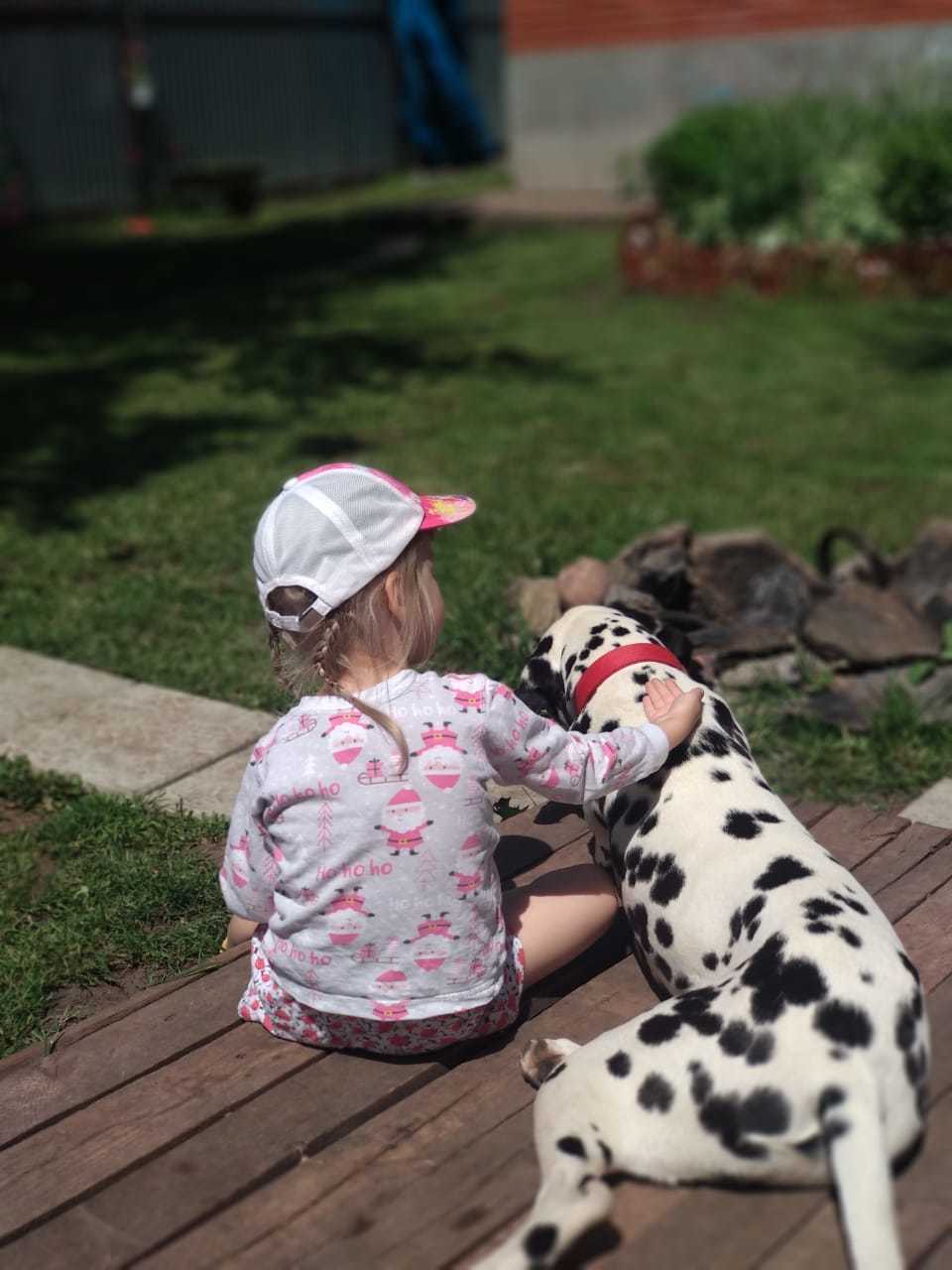 The story of a new friend - My, Dalmatian, Dog, Sport, Tourism, Travels, friendship, 101 dalmatians, Longpost, Life stories