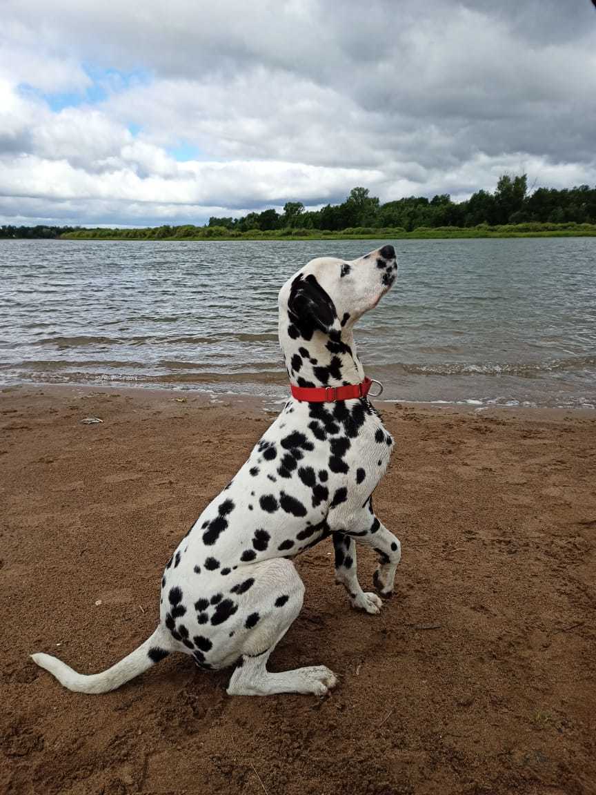 The story of a new friend - My, Dalmatian, Dog, Sport, Tourism, Travels, friendship, 101 dalmatians, Longpost, Life stories