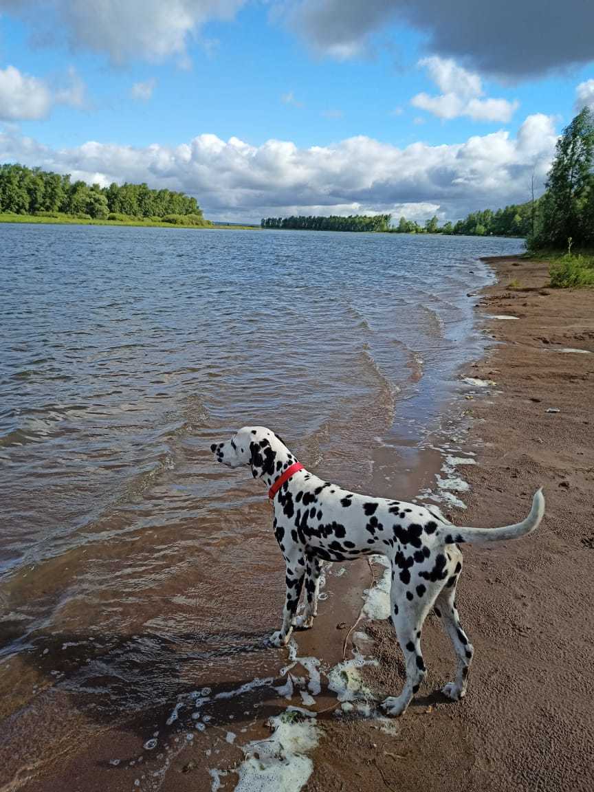 The story of a new friend - My, Dalmatian, Dog, Sport, Tourism, Travels, friendship, 101 dalmatians, Longpost, Life stories