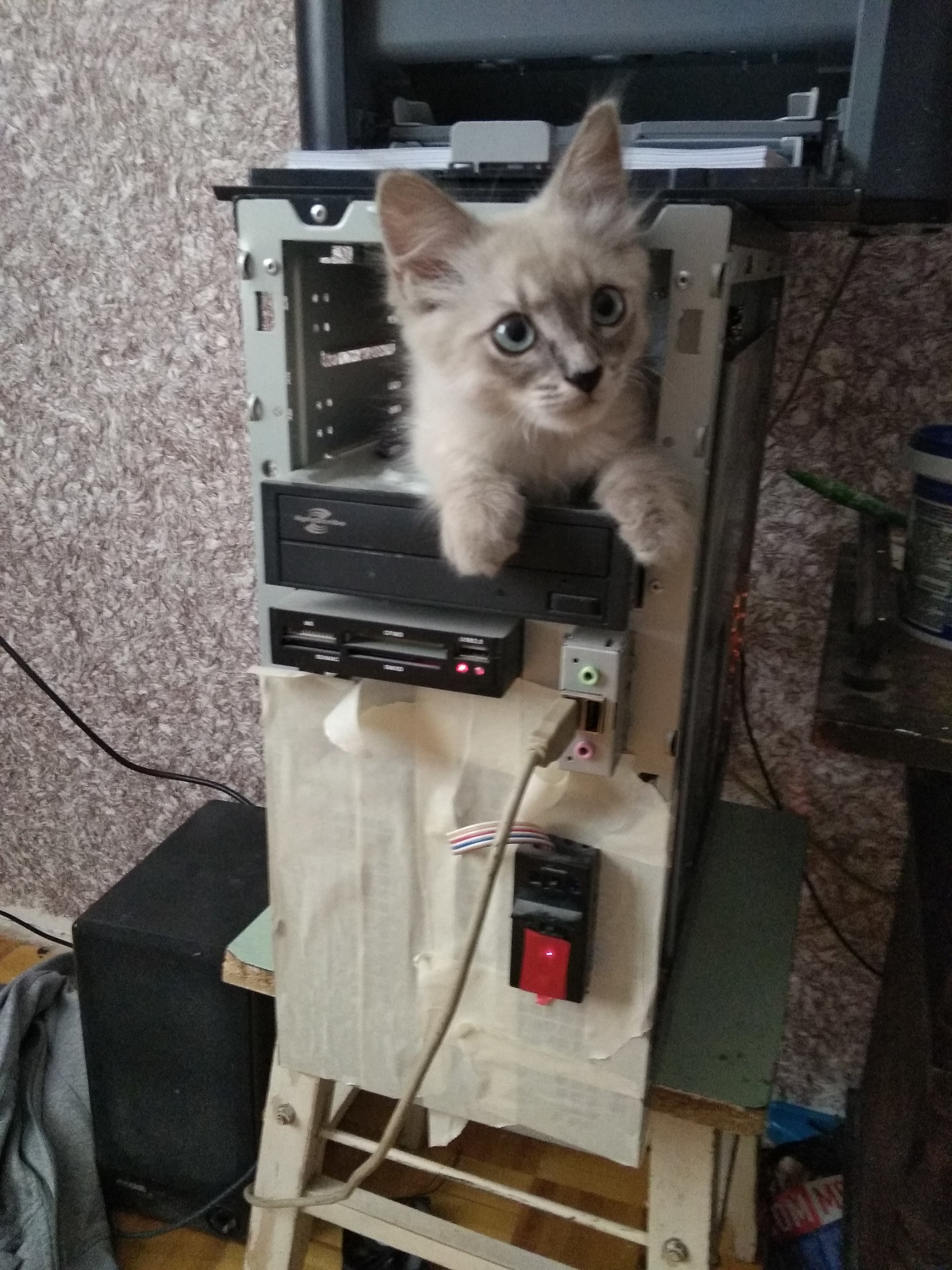 Unknown device, driver needed - My, cat, Picture with text