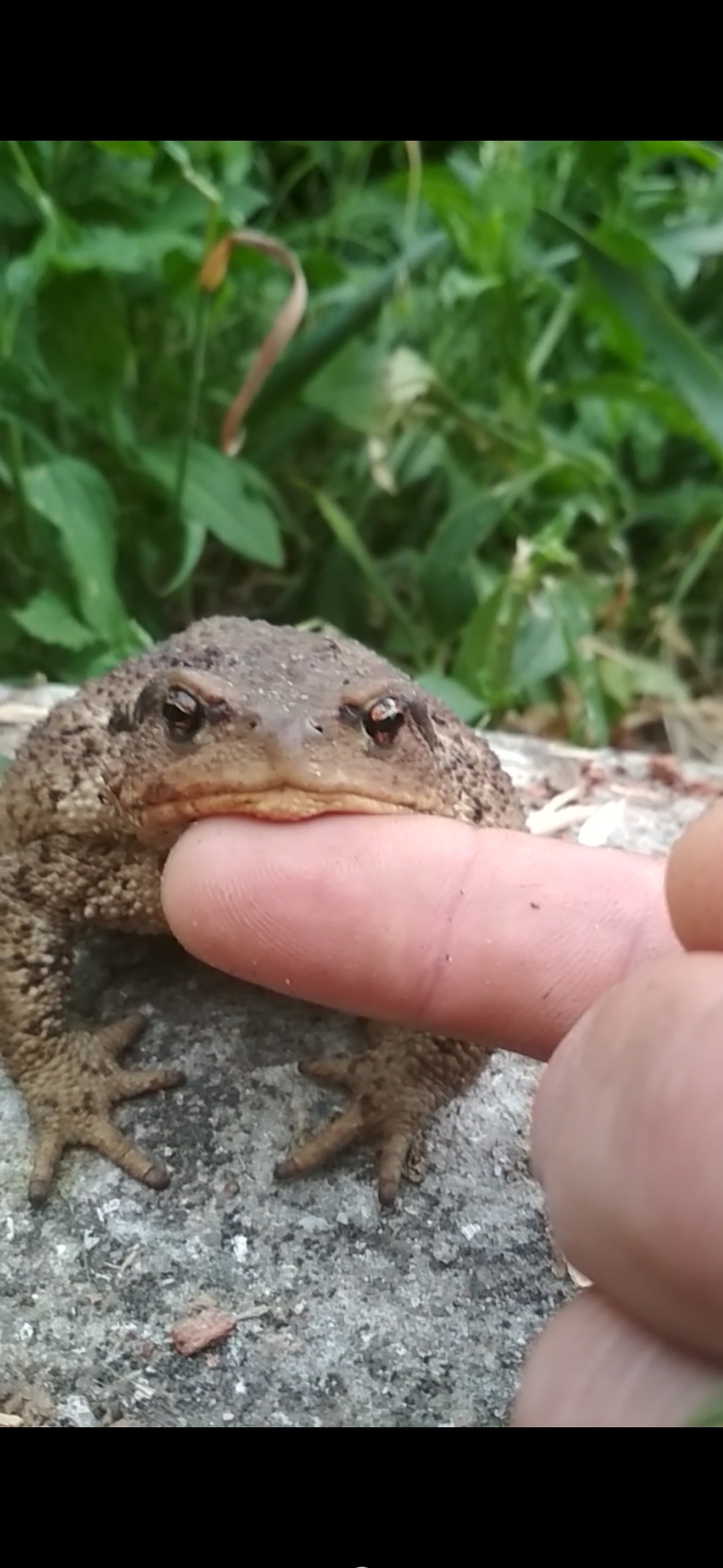 Common hypnotoad. Dacha - My, Toad, Dacha, Demon, Video, Longpost