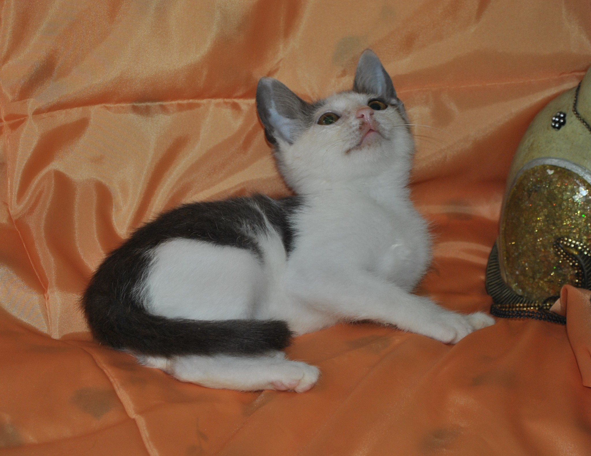 Moscow Zelenograd kitten looking for a home - My, No rating, cat, Moscow, Zelenograd, In good hands, Pet, Animals, Pets, Longpost