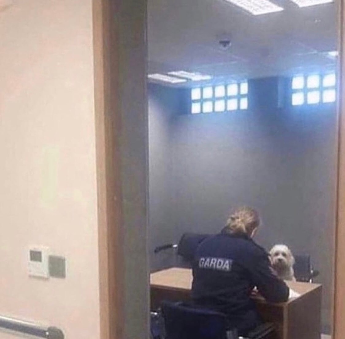 Sad story - Police, Dog, Humor, Longpost