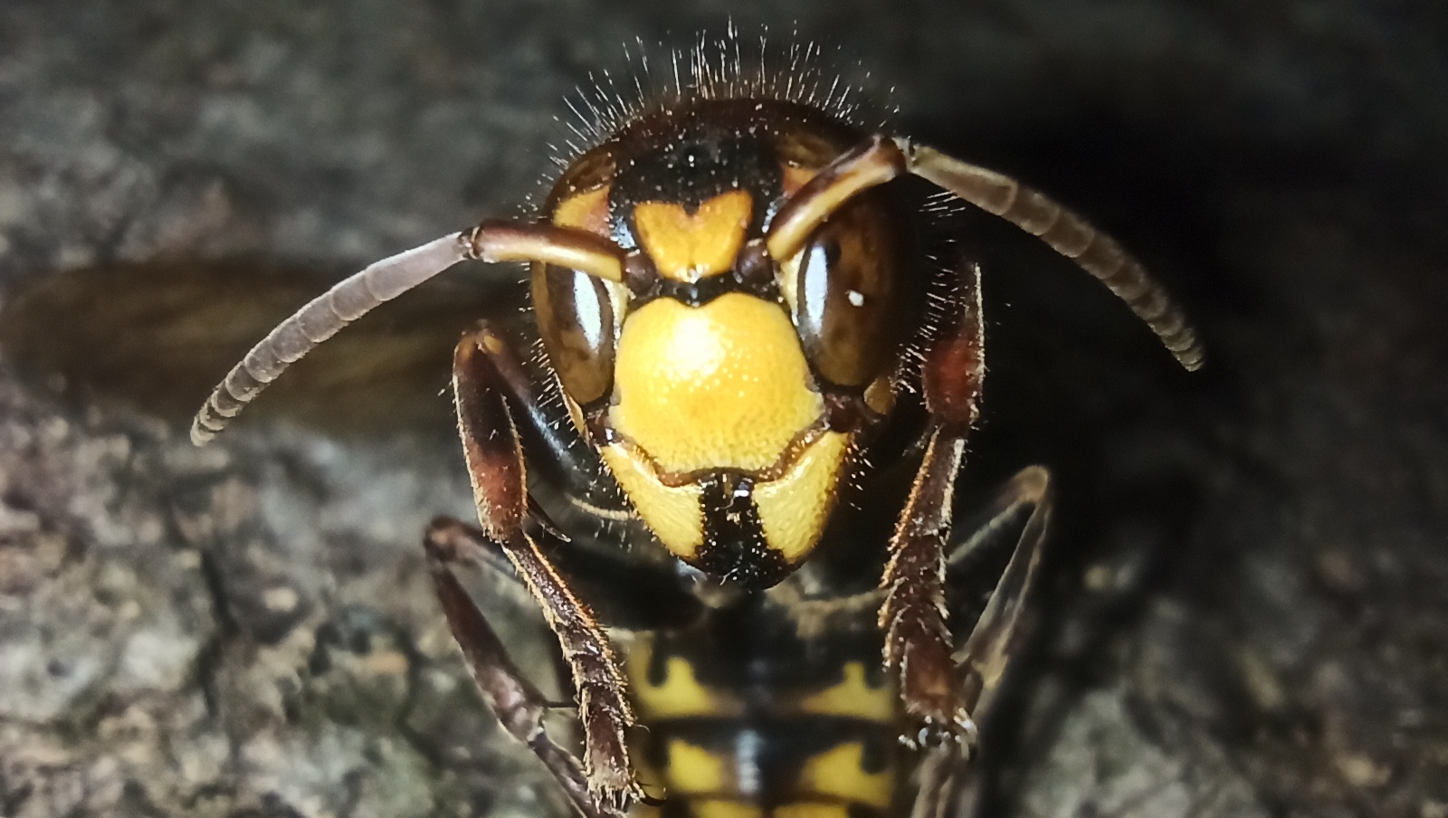 Autumn hornet - My, Mobile photography, Hornet, Insects