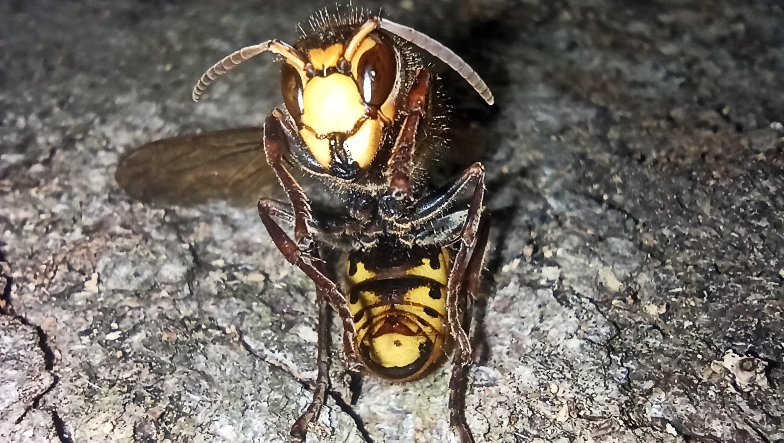 Autumn hornet - My, Mobile photography, Hornet, Insects