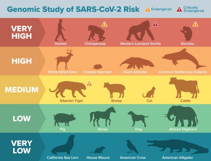 Genomic analysis shows many animal species may be vulnerable to sars-cov-2 infection - Virus, Animals, Longpost