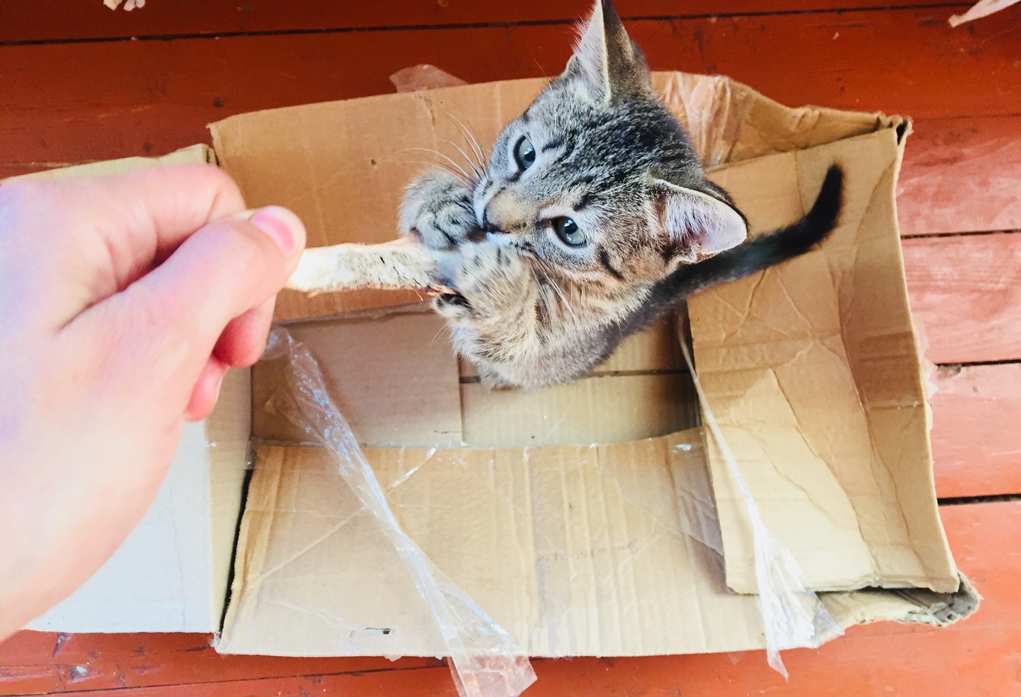 Adventures of a box in my house - My, cat, Kittens, Box, Box and cat, Longpost