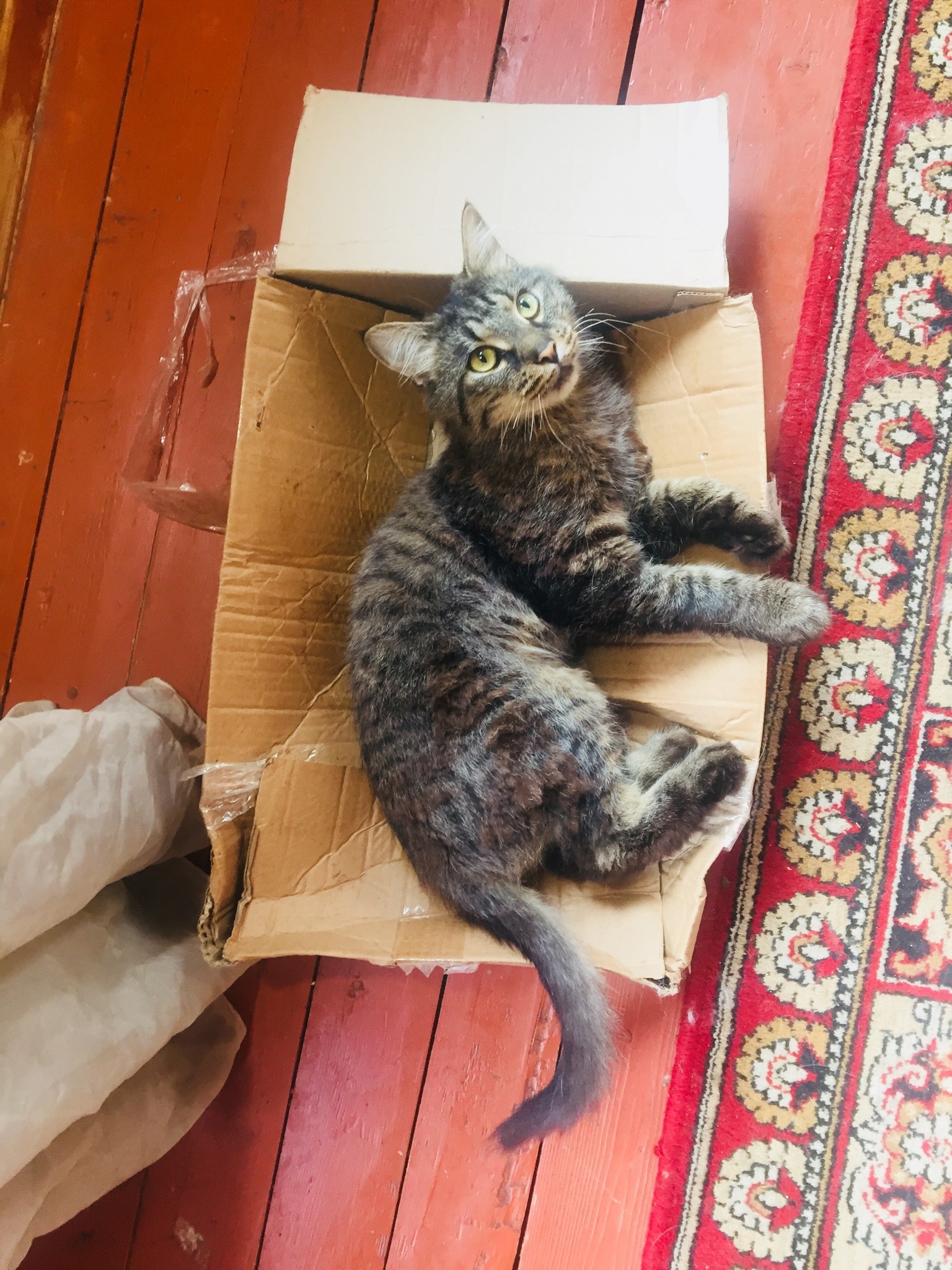 Adventures of a box in my house - My, cat, Kittens, Box, Box and cat, Longpost