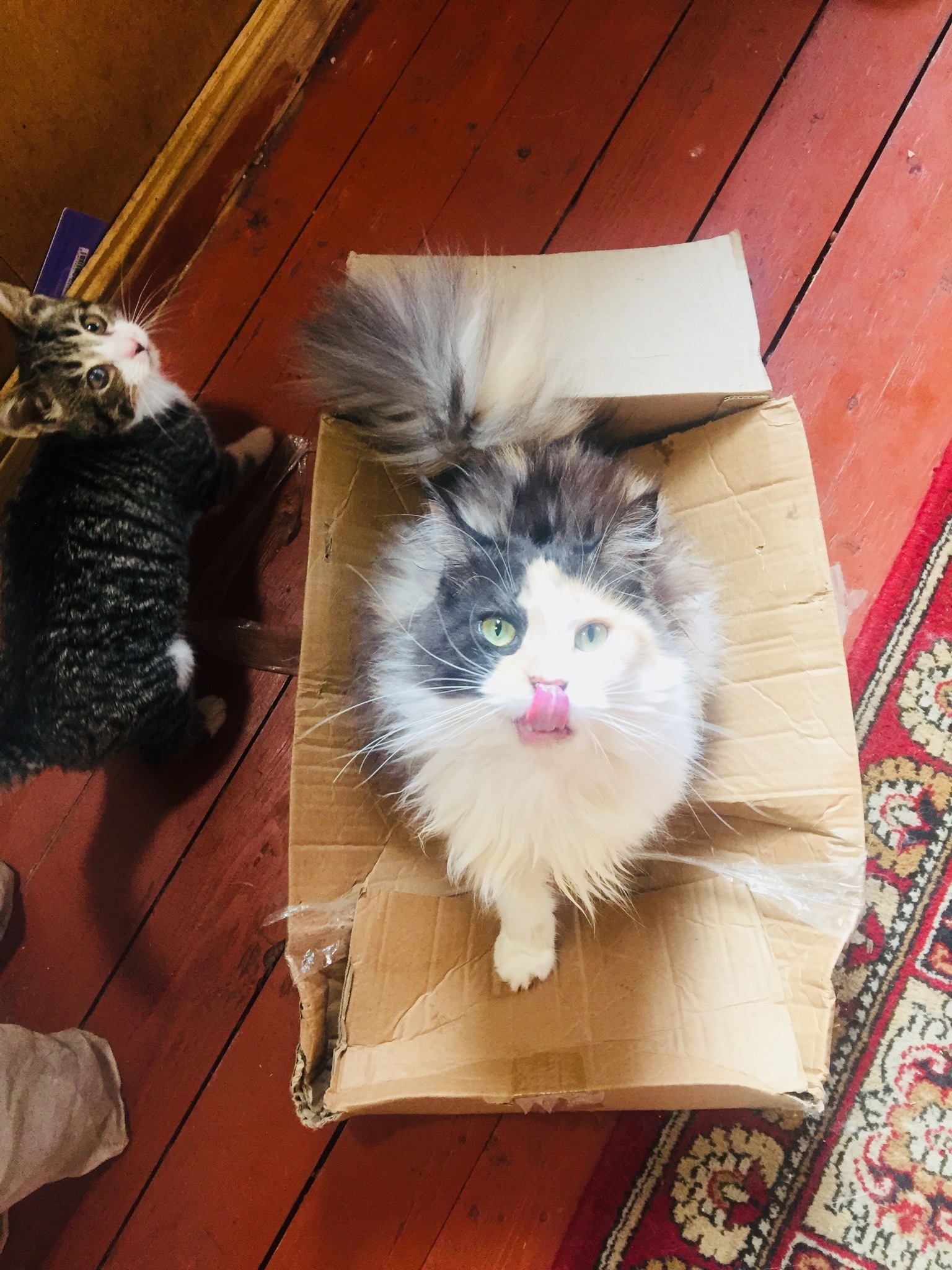 Adventures of a box in my house - My, cat, Kittens, Box, Box and cat, Longpost