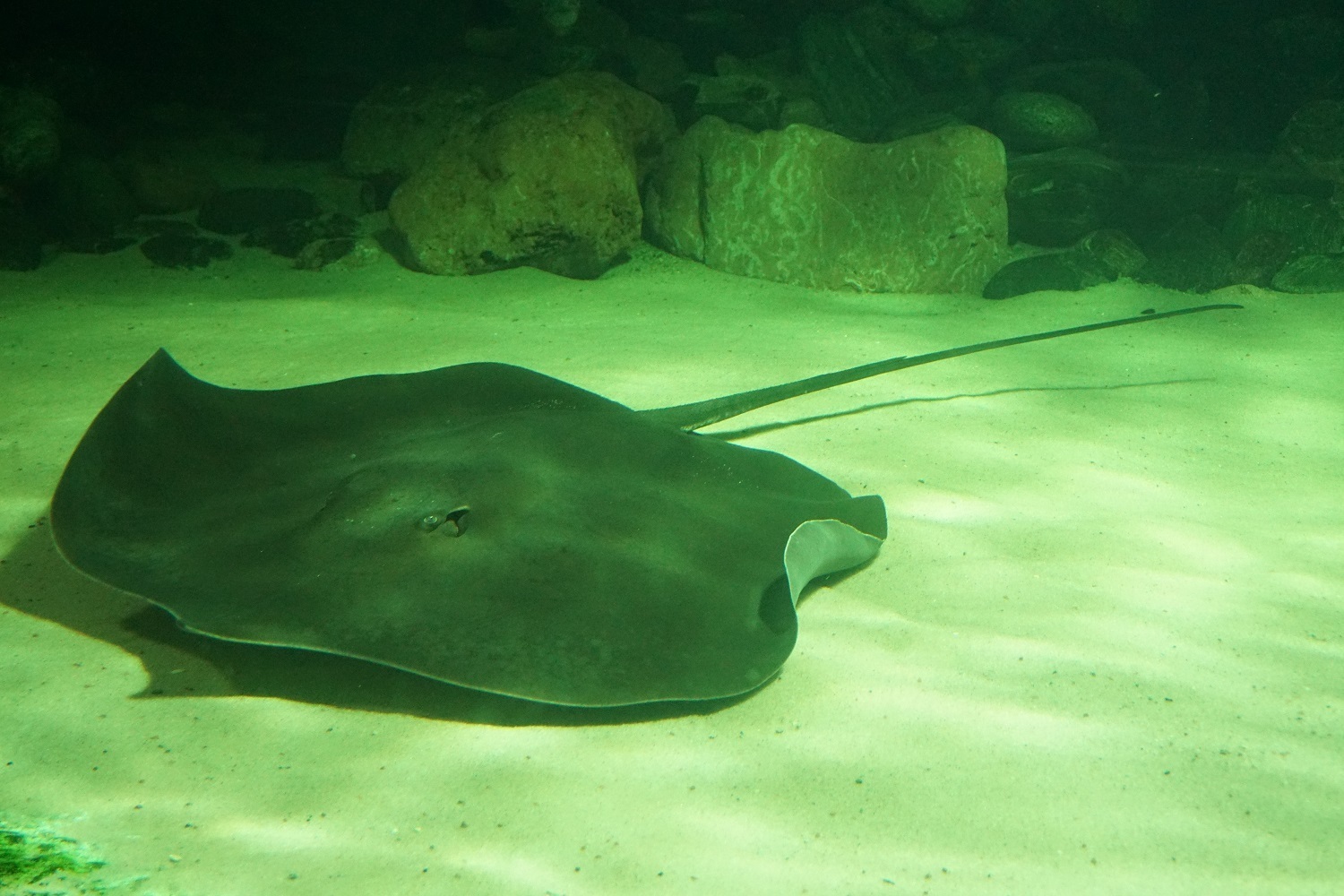 How does a stingray eat? - My, Penza Oceanarium, Stingray, Stingray, A fish, Oceanarium, Animals, Longpost