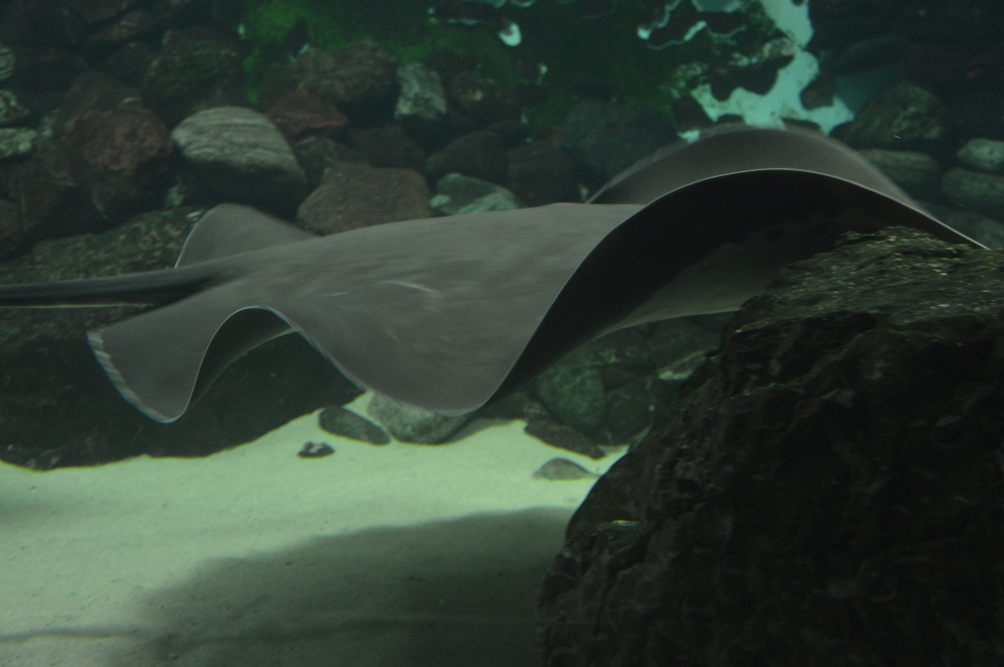 How does a stingray eat? - My, Penza Oceanarium, Stingray, Stingray, A fish, Oceanarium, Animals, Longpost