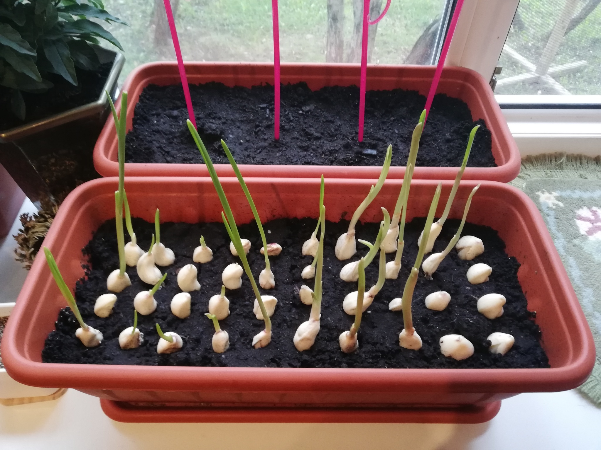 Window garden. Or a garden window sill - My, Vegetable garden on the windowsill, Garlic, Onion, Peas, Tomatoes, Photo on sneaker, Longpost