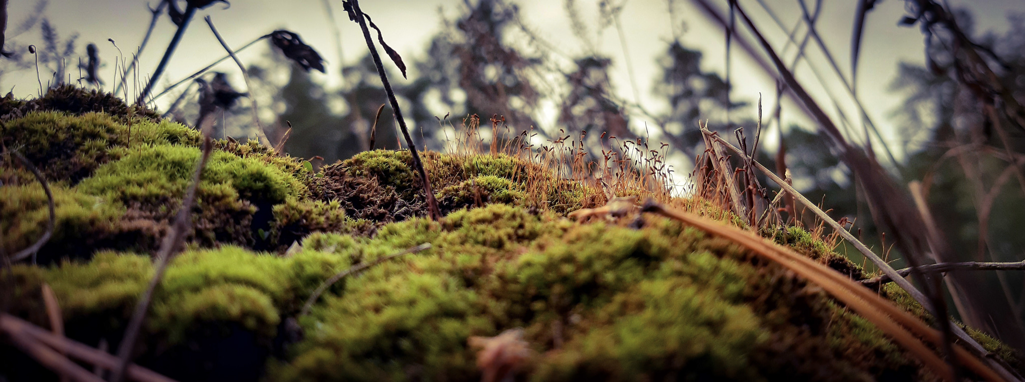 There should be an interesting title here - My, Mound, Forest, Nature, Dog, Friend of human, Walk, Lizard, Longpost