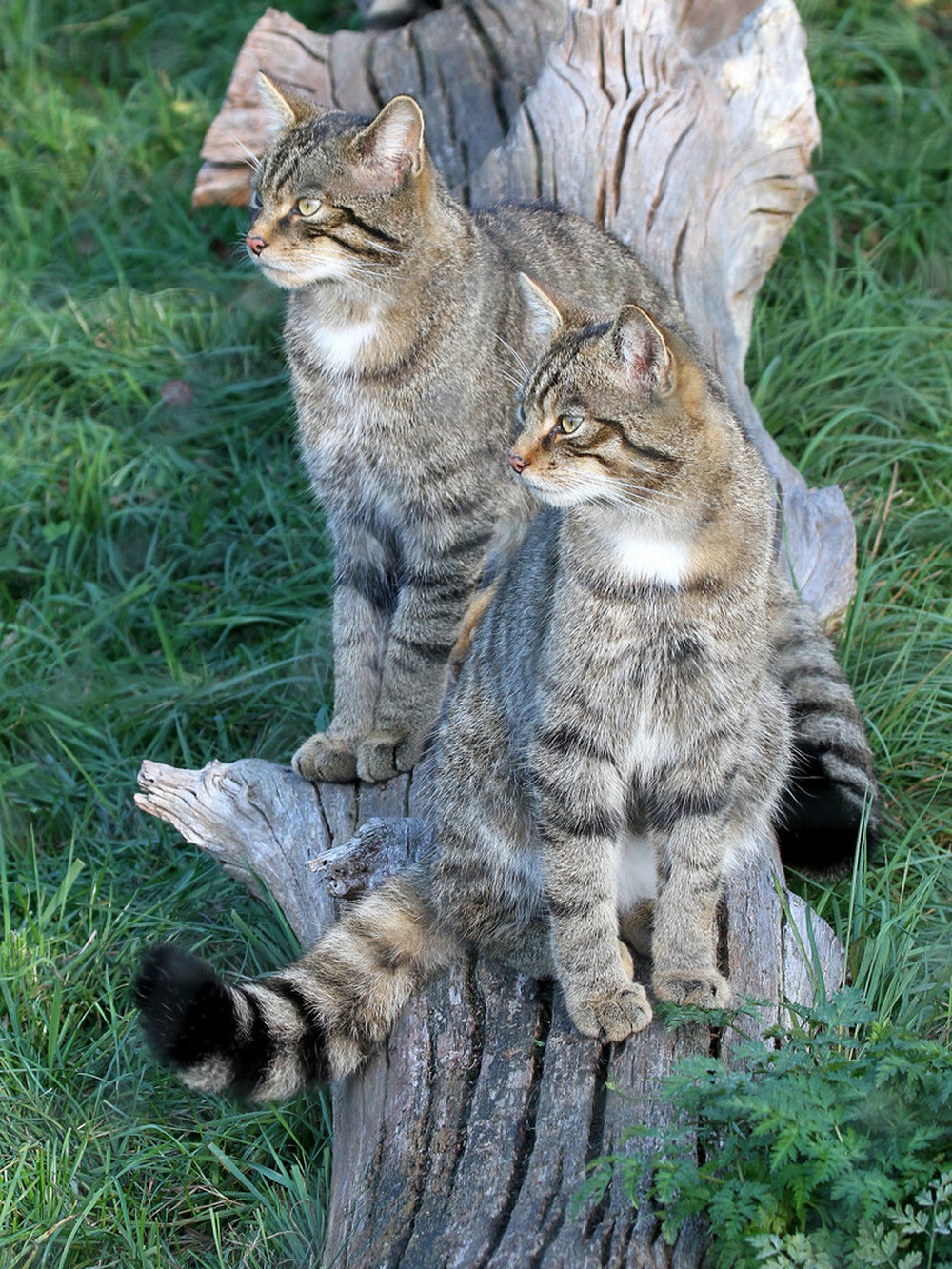 Gray brotherhood... - cat, Mood