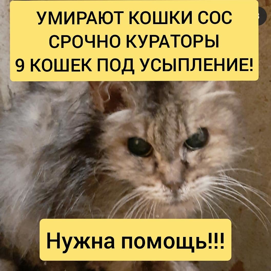 Нужны кураторы или дом !! Умирают кошки !! Сос!! | Пикабу