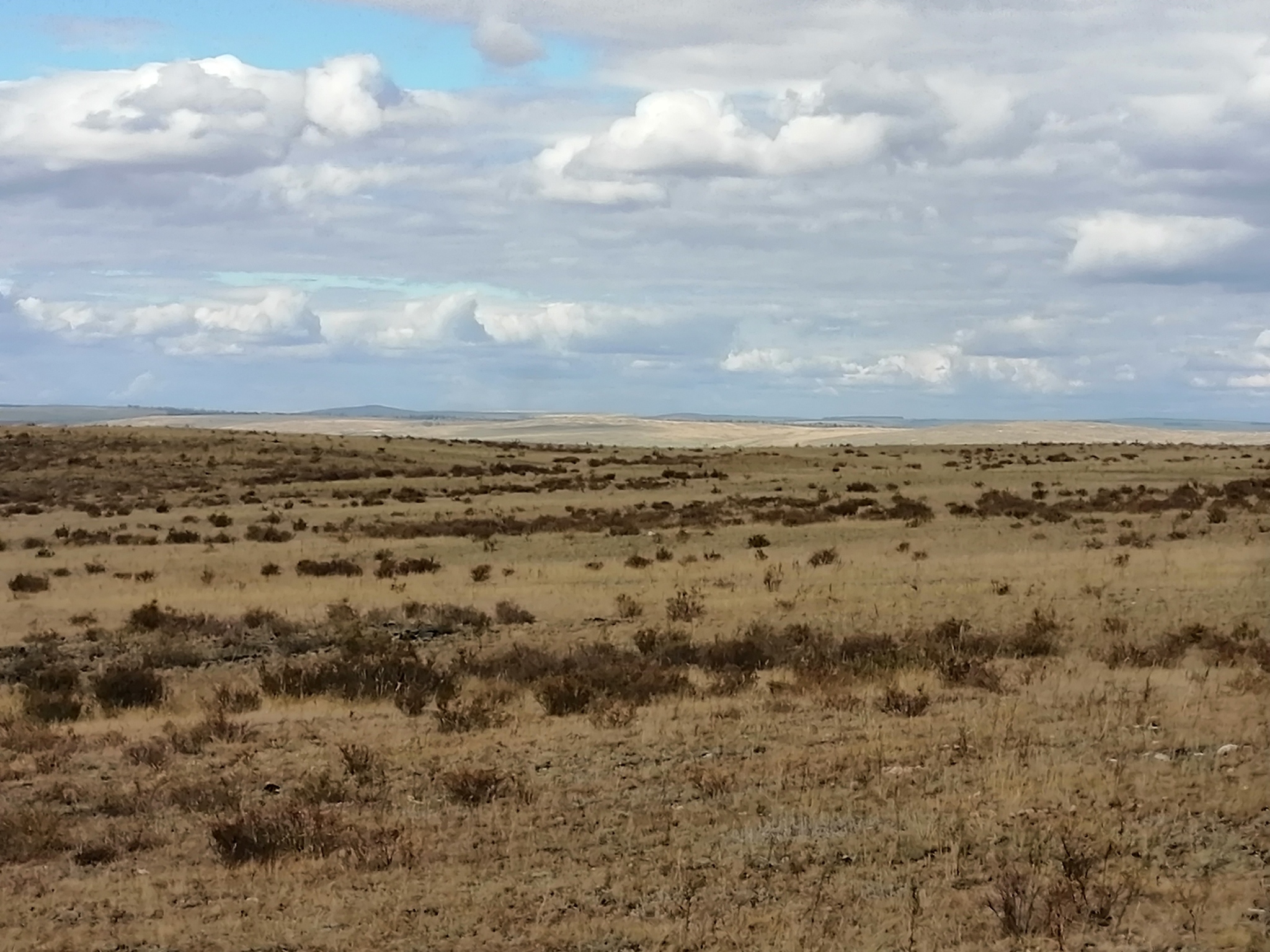 A little harsh steppe - My, Photo on sneaker, Steppe, Nature, Kazakhstan, Longpost