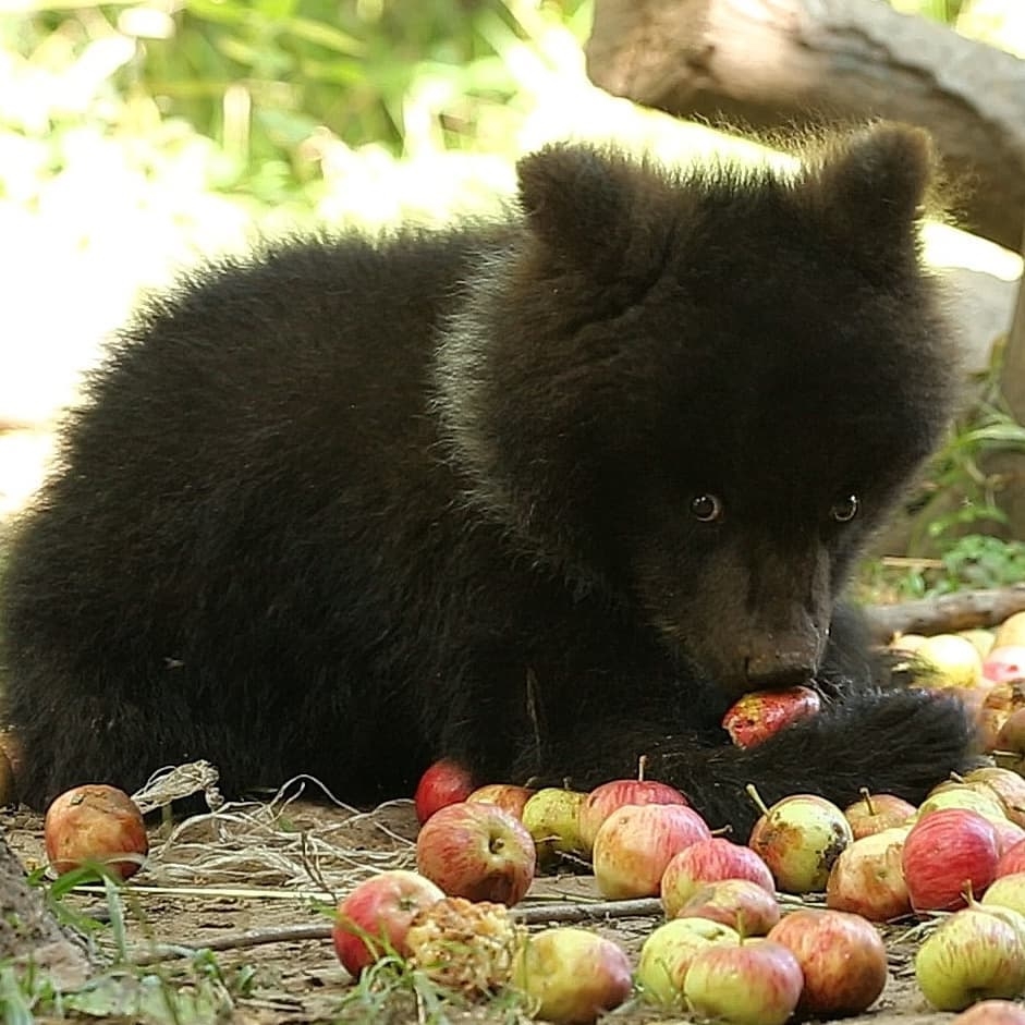 Baby Puzha - The photo, Animals, The Bears, Young, Apples, Longpost, Milota, Teddy bears