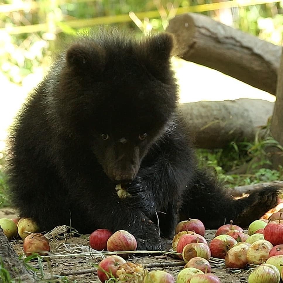 Baby Puzha - The photo, Animals, The Bears, Young, Apples, Longpost, Milota, Teddy bears