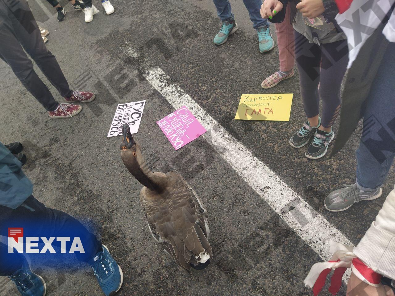 Just a photo 08/23/20 - Politics, Republic of Belarus, Video, Longpost, Protests in Belarus, Protest, Гусь