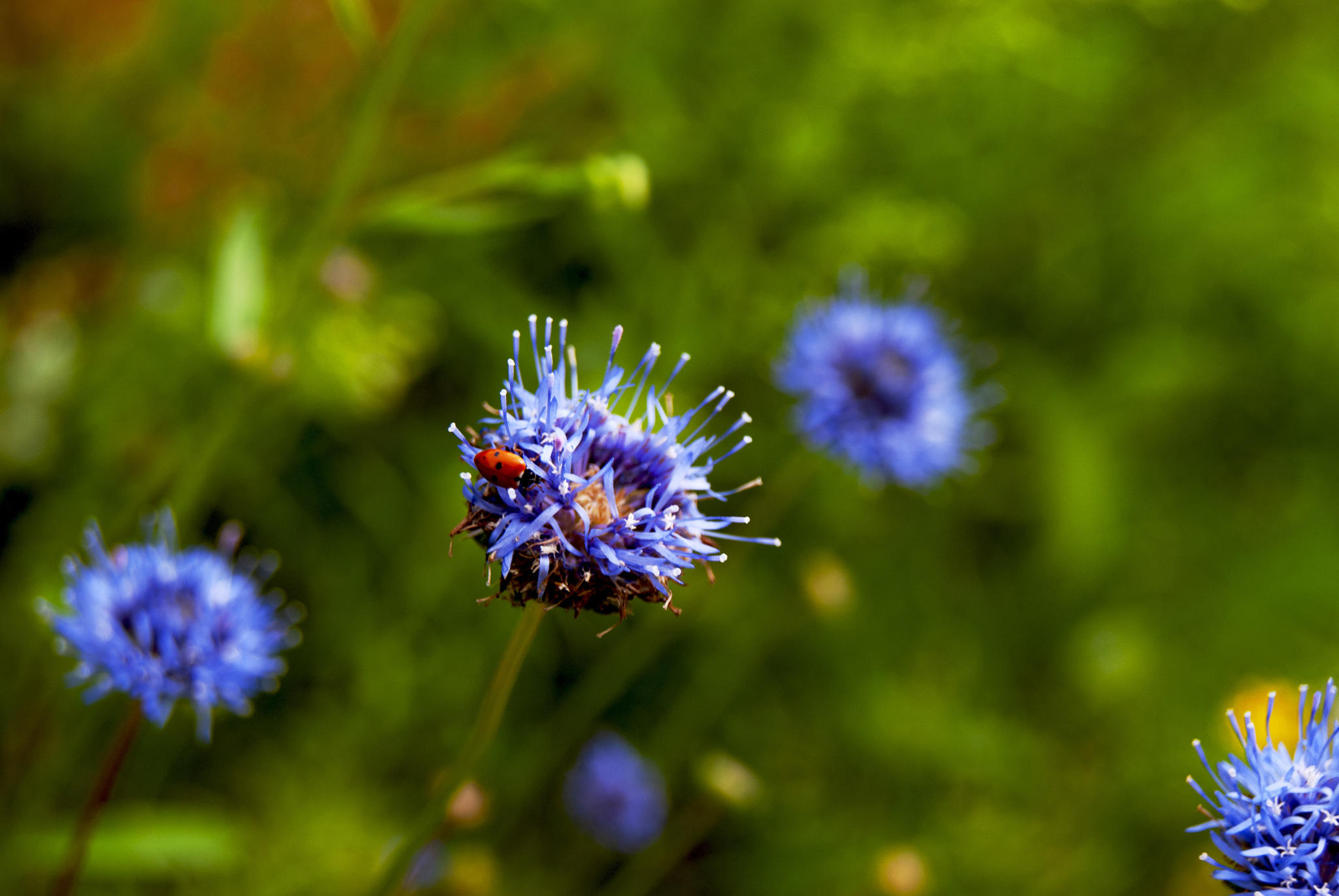 Wildflowers - My, The photo, Nature, Wildflowers