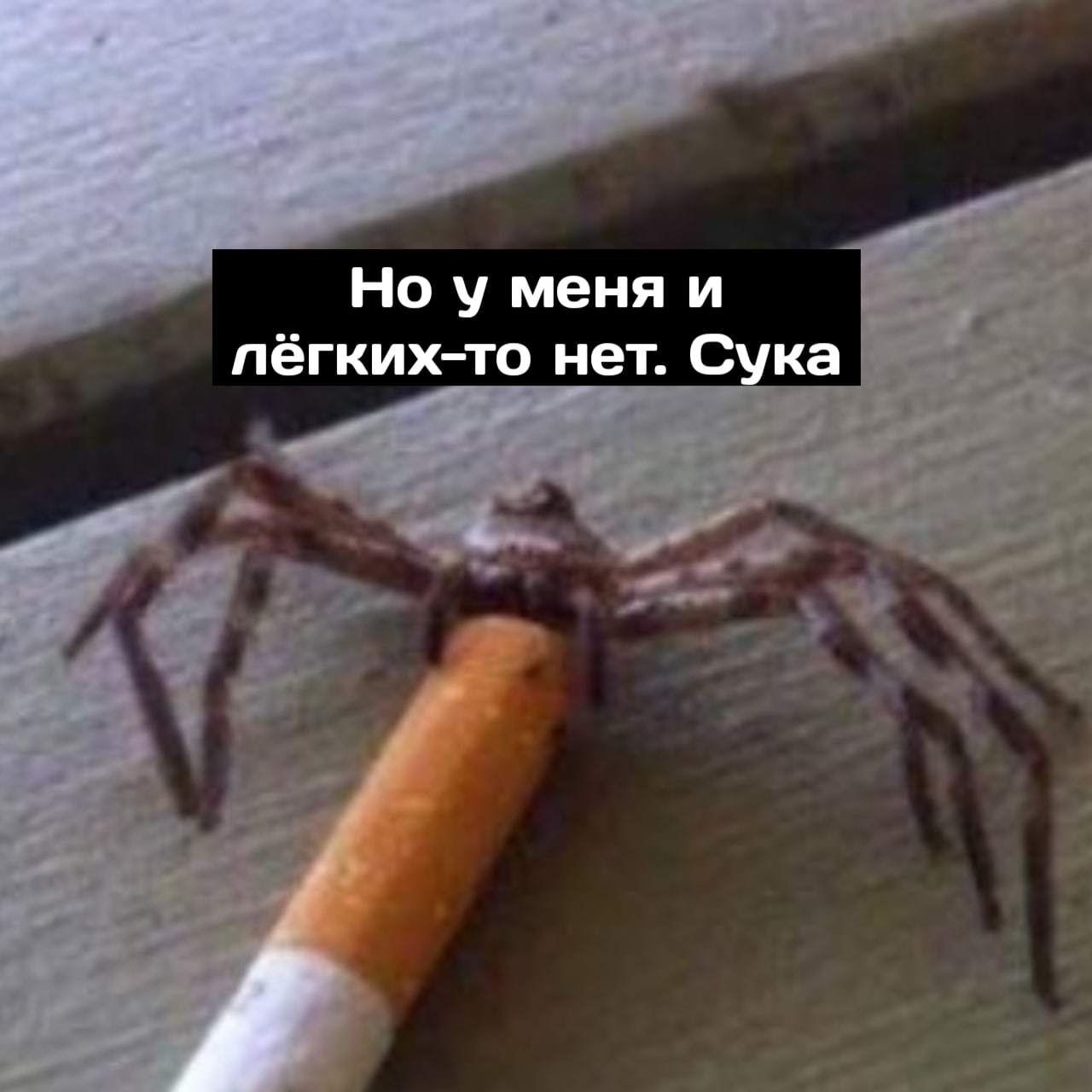 Spider Depression - Spider, Cigarettes, Depression, Arachnophobia, Longpost, Mat, Picture with text