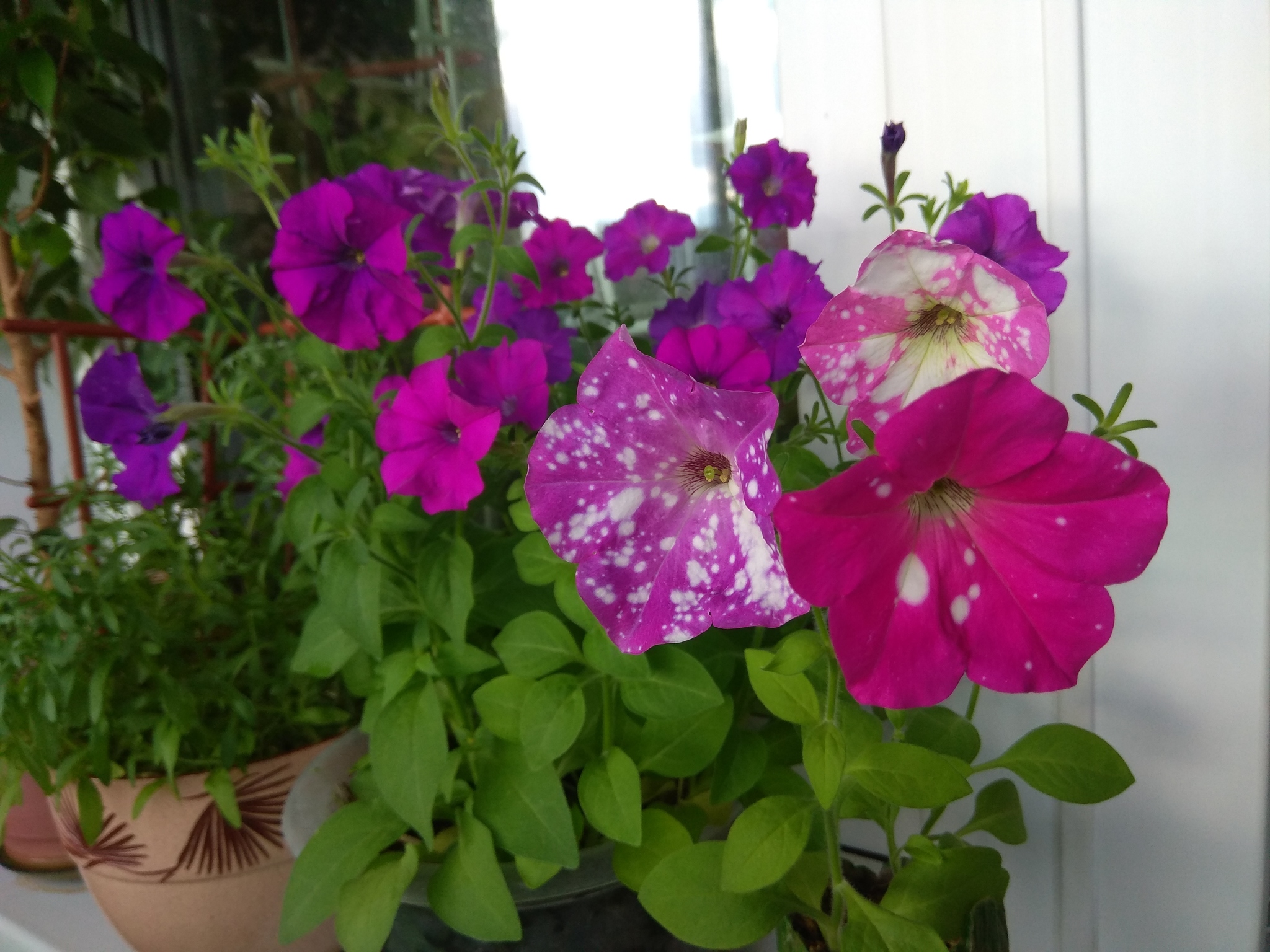 Petunias - Petunia, Flowers, beauty, Houseplants, The photo, Longpost