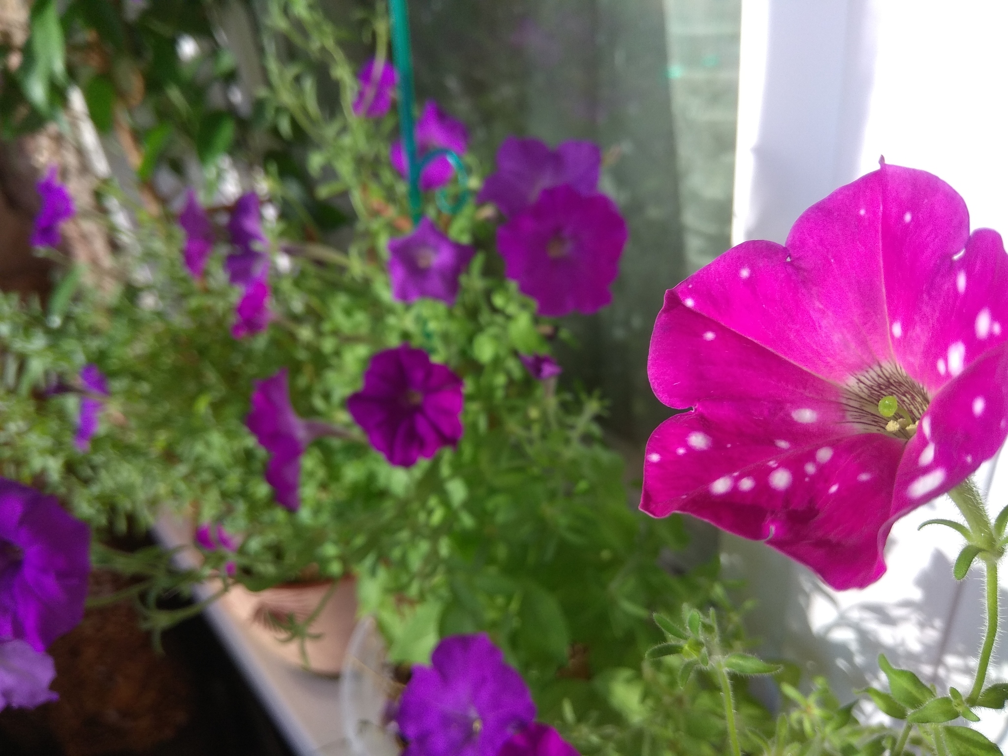 Petunias - Petunia, Flowers, beauty, Houseplants, The photo, Longpost