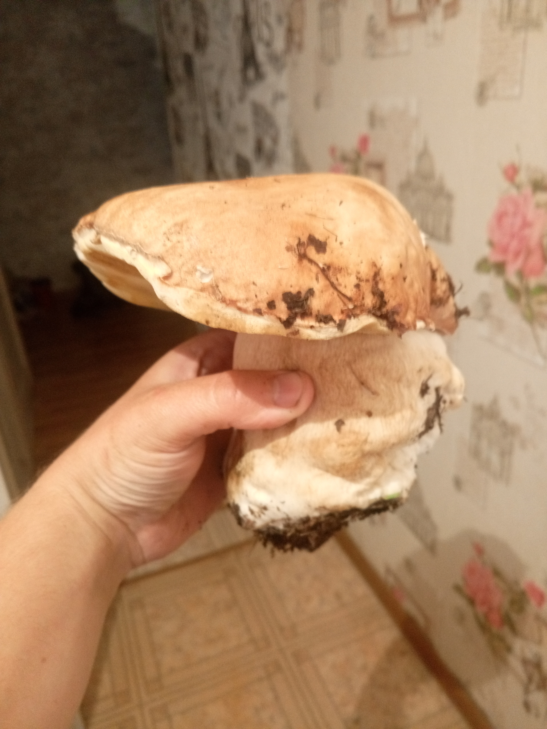 King of Mushrooms v2.0 - My, Silent hunt, Mushrooms, Forest, Mutant, Nature, Kitchen, Food, Longpost