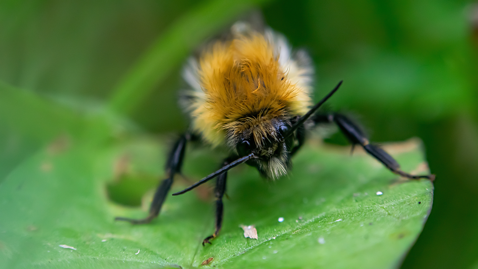 Macro on the shifter, part two - My, Nikon d5300, Macro photography, Insects, Hobby, Longpost, The photo