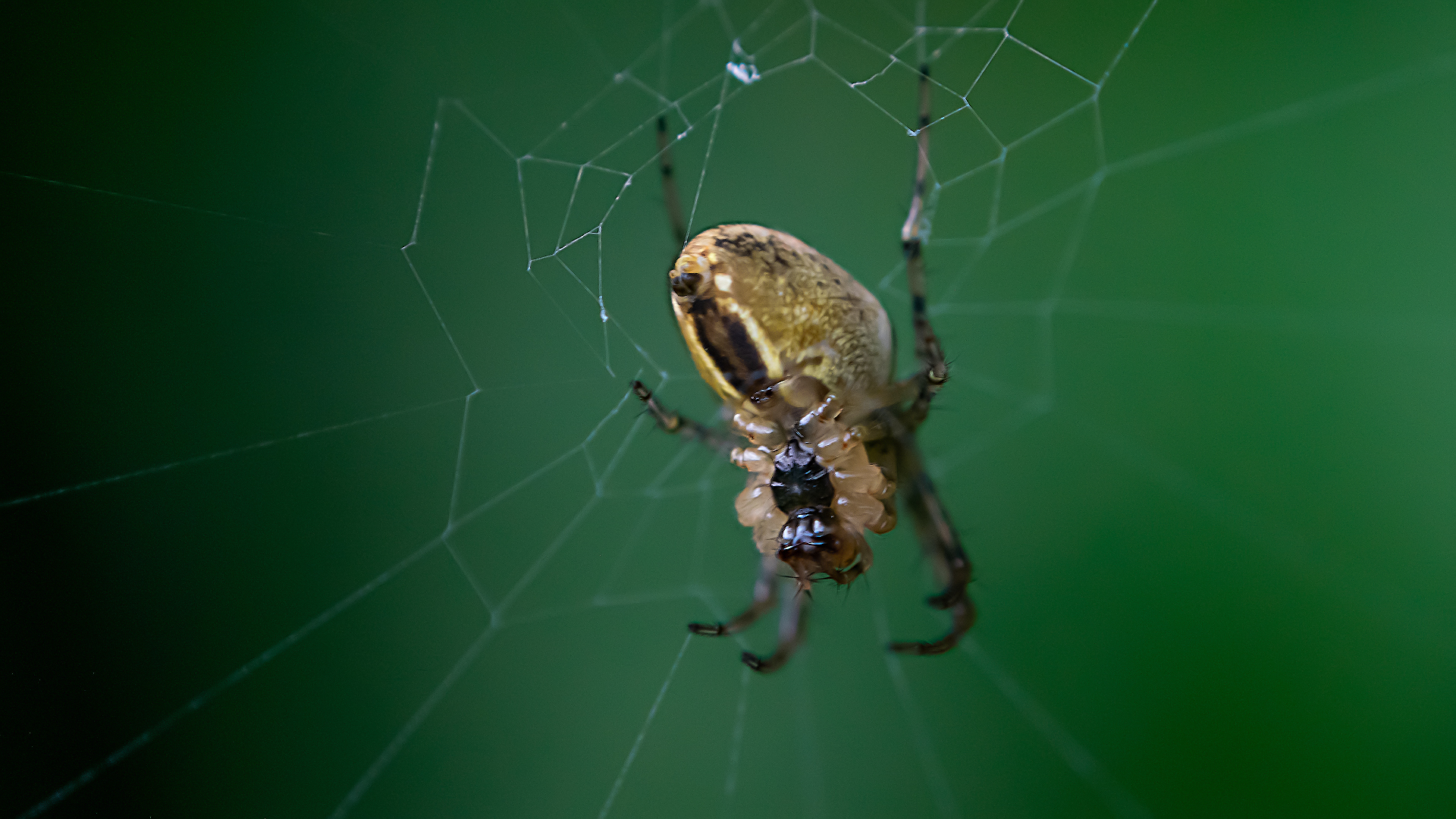 Macro on the shifter, part two - My, Nikon d5300, Macro photography, Insects, Hobby, Longpost, The photo