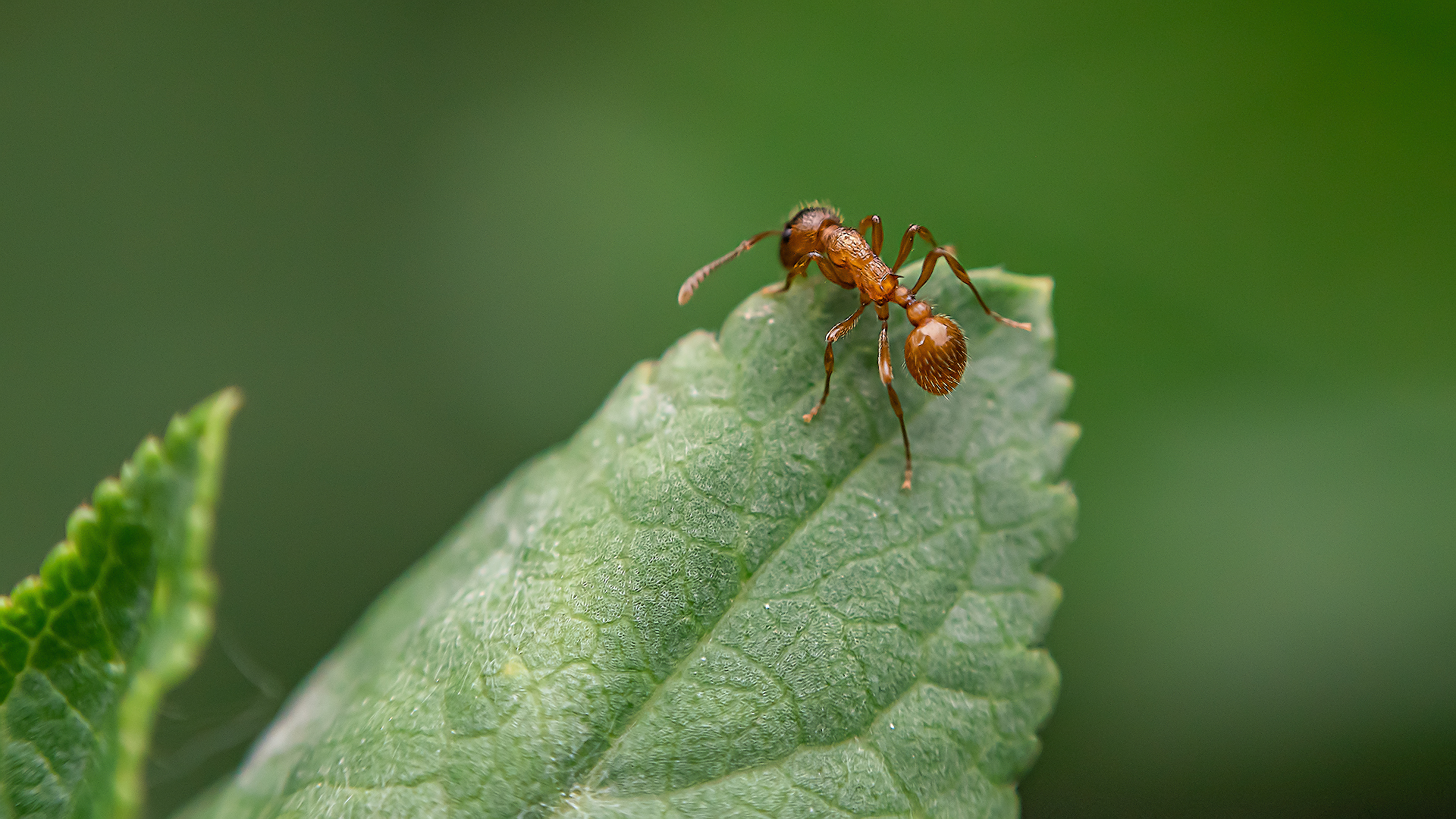 Macro on the shifter, part two - My, Nikon d5300, Macro photography, Insects, Hobby, Longpost, The photo