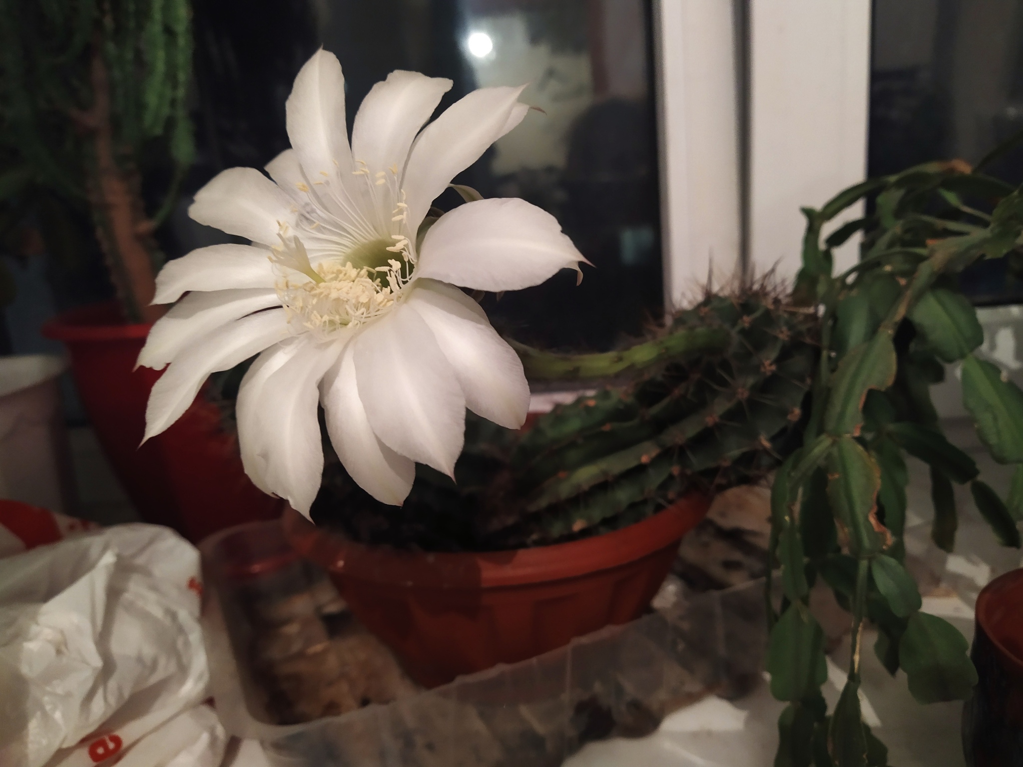 Cactus blossom - My, Flowers, Blooming cacti, Longpost, Cactus