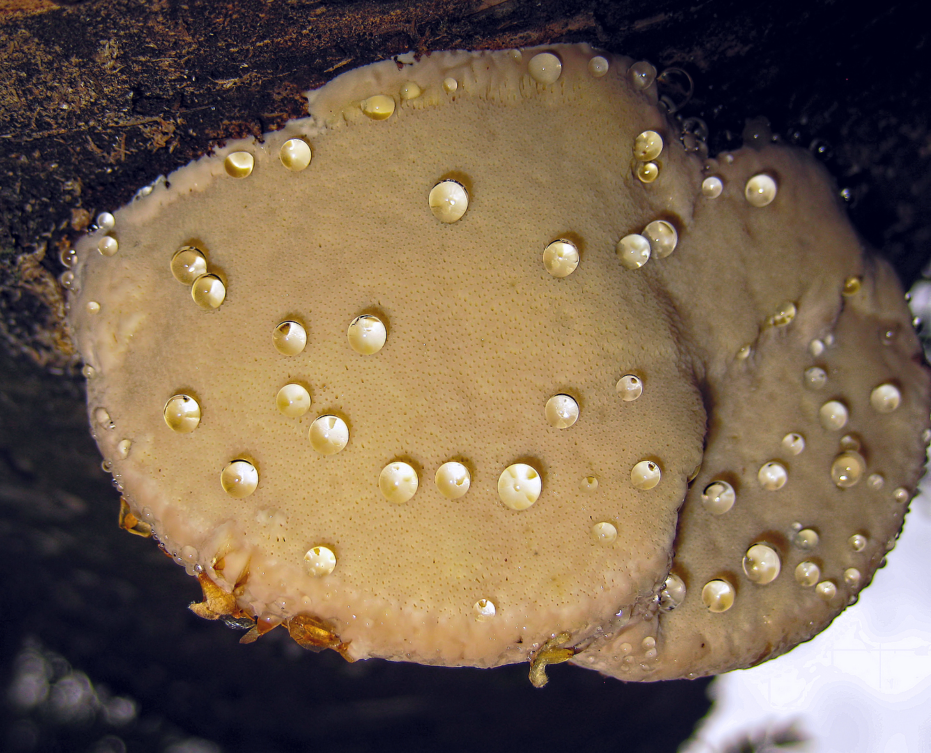 Beauty on the tree - My, Macro photography, Mushrooms, Tree, Forest, Drops