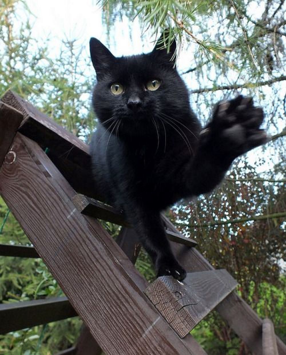 High five... - cat, Mood, Black cat