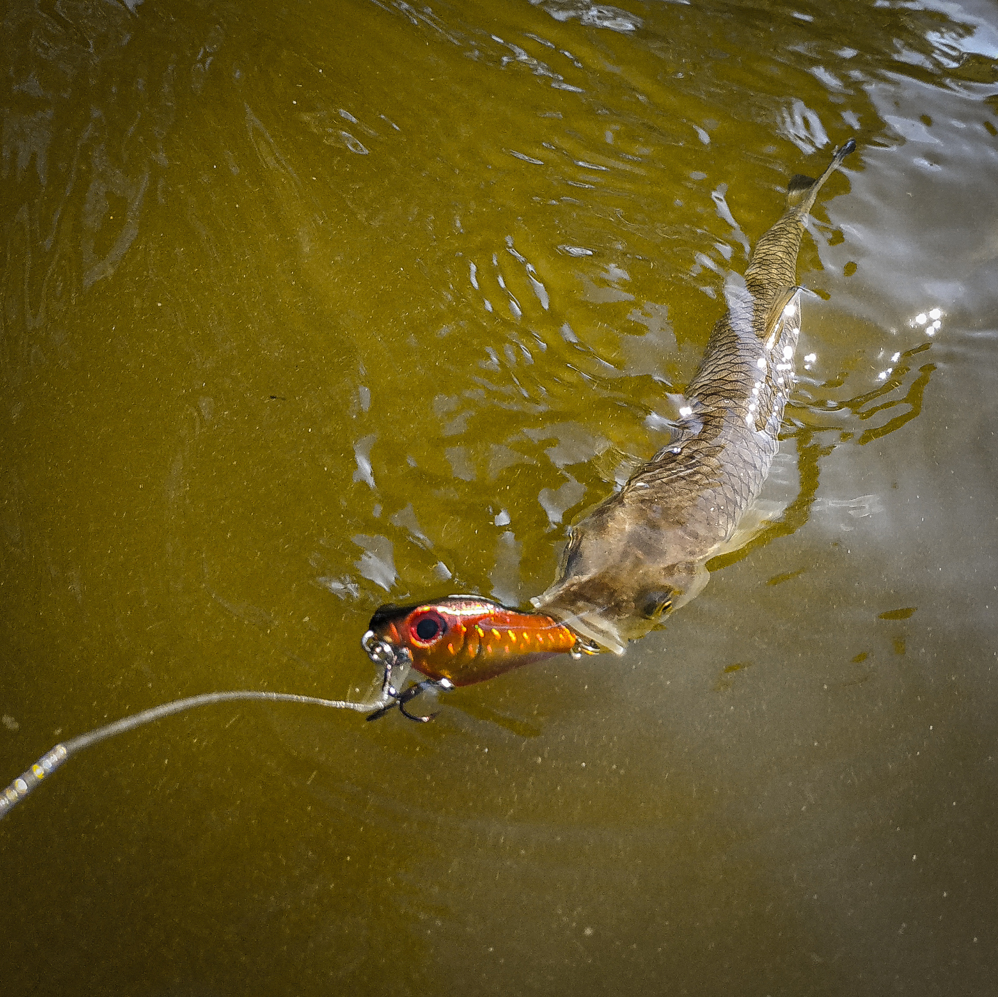 Catching Chub at the end of summer with wobblers - My, Fishing, River, Moscow region, Spinning, Chub, Chub fishing, Wobbler, Fishing gear, Video, Longpost