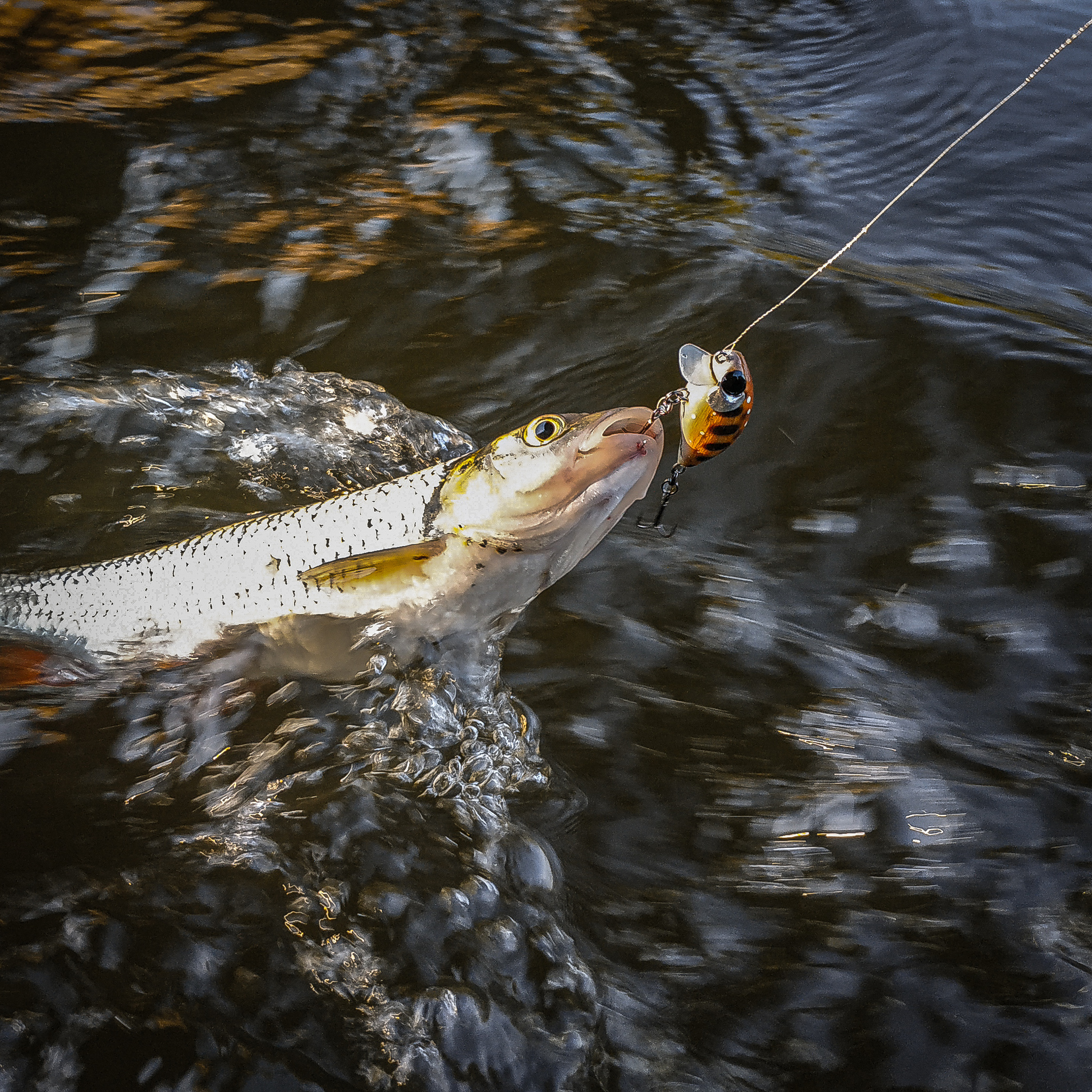 Catching Chub at the end of summer with wobblers - My, Fishing, River, Moscow region, Spinning, Chub, Chub fishing, Wobbler, Fishing gear, Video, Longpost