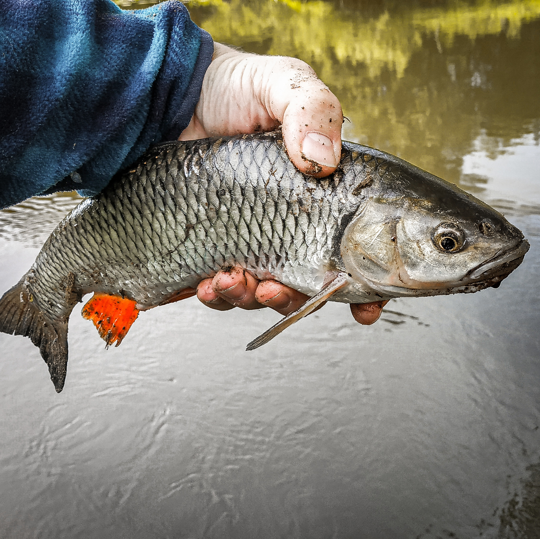 Catching Chub at the end of summer with wobblers - My, Fishing, River, Moscow region, Spinning, Chub, Chub fishing, Wobbler, Fishing gear, Video, Longpost