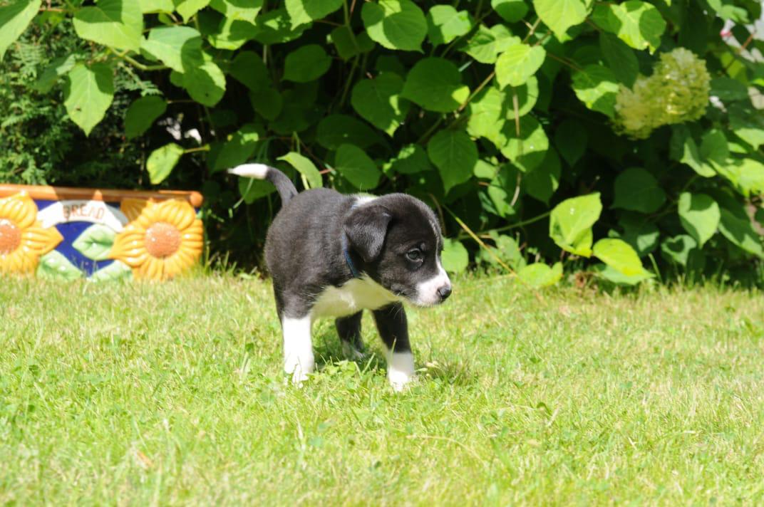 Moscow and the Moscow region Diver puppies - My, No rating, Moscow, Dog, Puppies, In good hands, Pet, Pets, Longpost