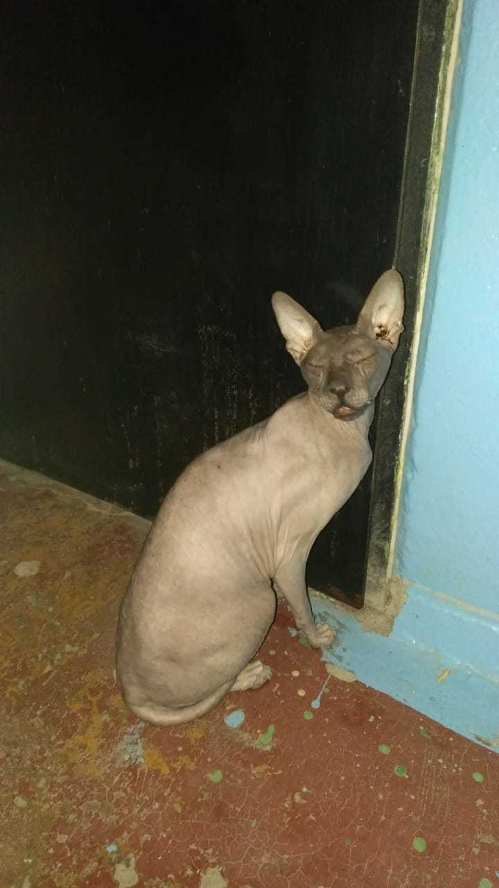 A cat was found in Ufa - No rating, Found a cat, cat, Lost, Longpost, Ufa, Sphinx