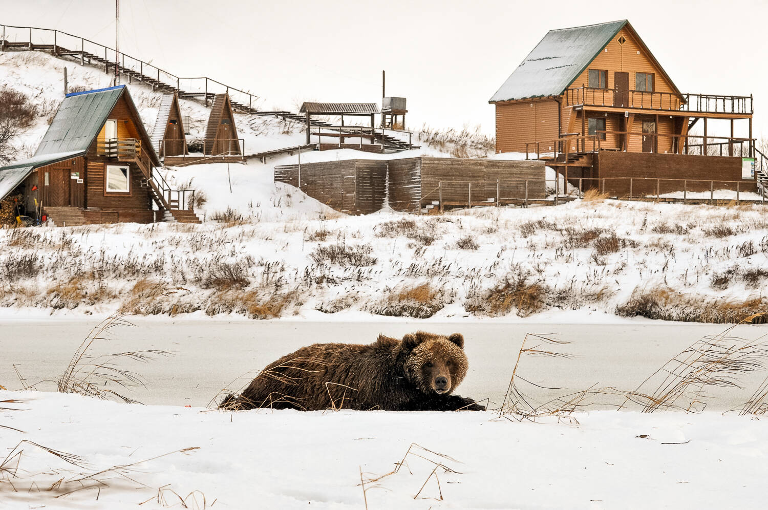 That case when work is life!... - The Bears, Brown bears, Wild animals, Kamchatka, Kuril lake, Reserves and sanctuaries, Vocation, Работа мечты, Longpost