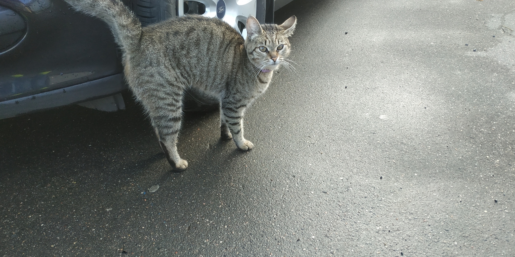 Who lost a cat? - My, cat, Lost, Lost cat, Gangplank, Khimki, No rating, Longpost